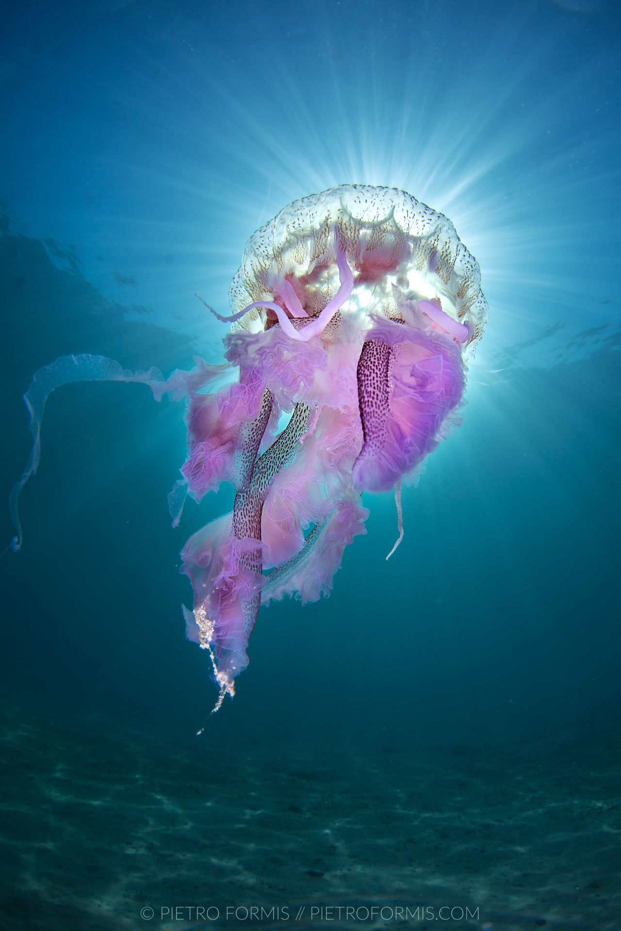 Pelagia Nactiluca in controsole