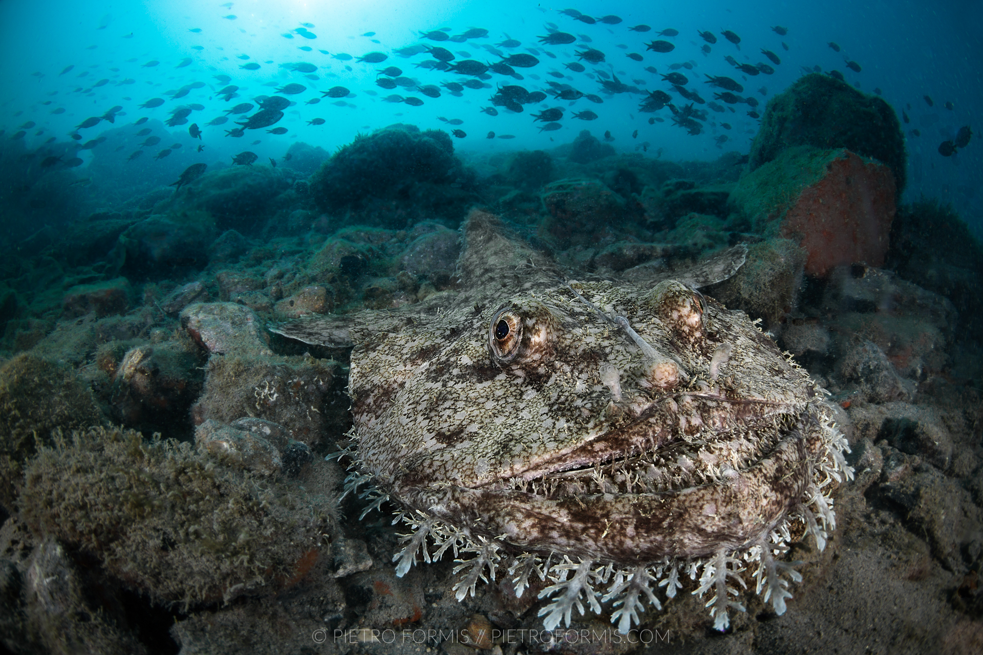 Monkfish and Castagnole