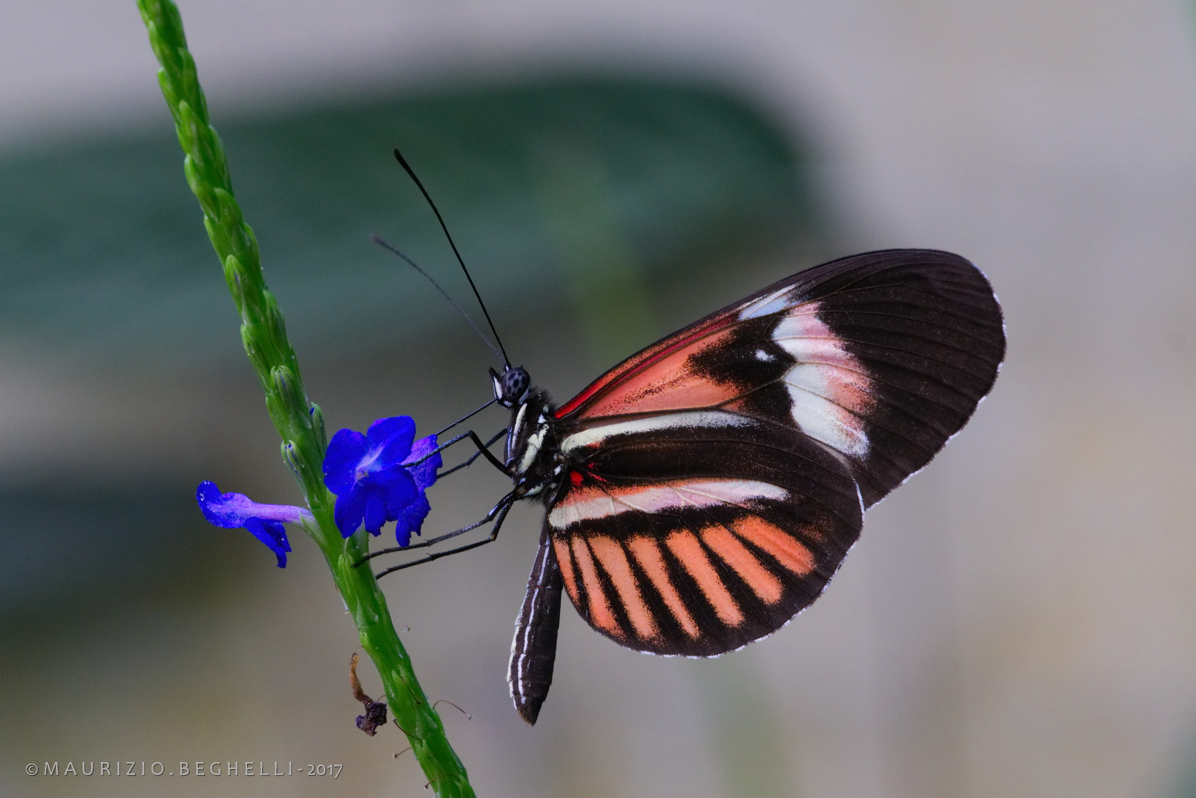 Heliconius melpomene