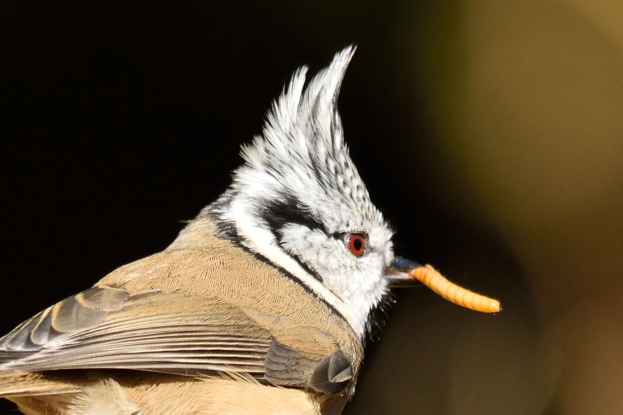 Crested tit