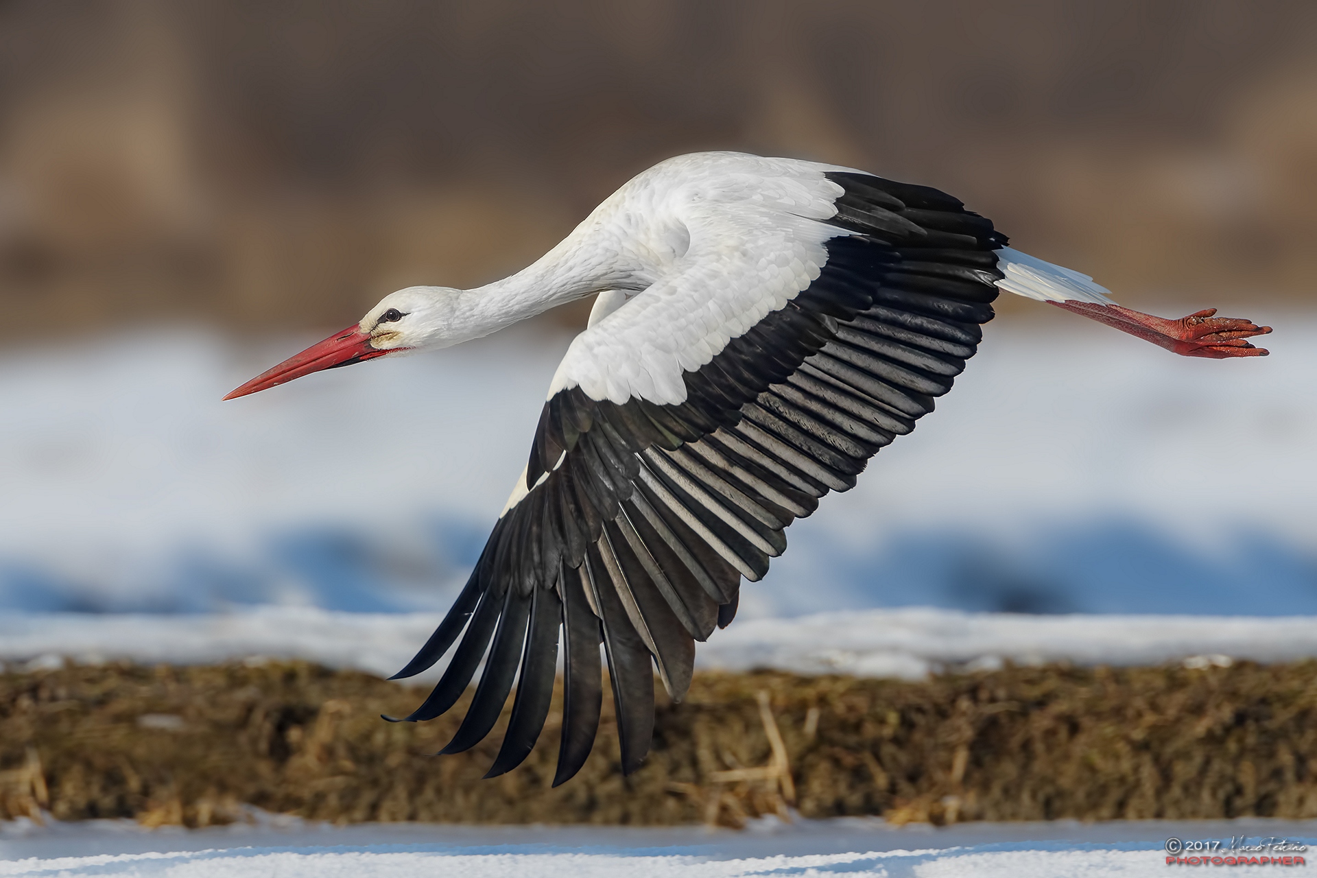 White stork (Ciconia ciconia) - White stork