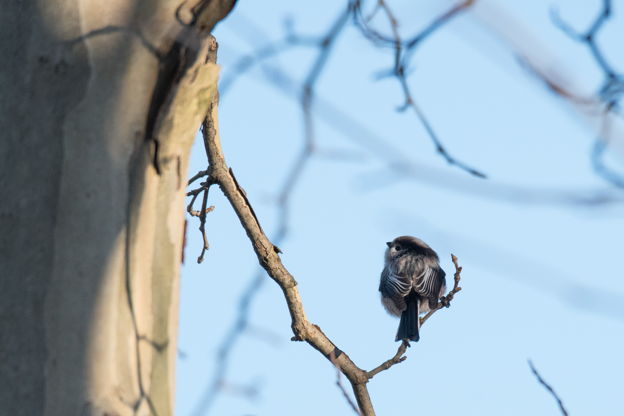 Different composition than usual