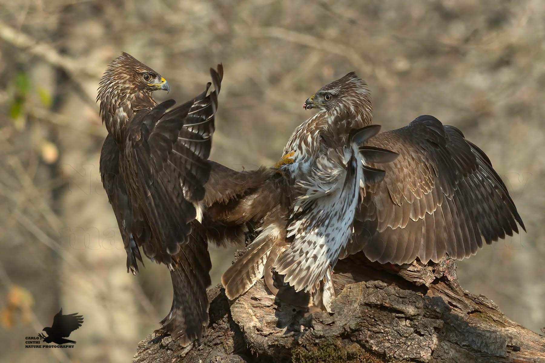 Buzzards