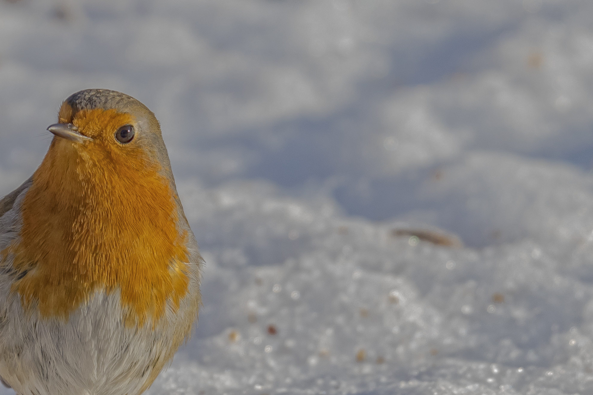 Robin in the snow
