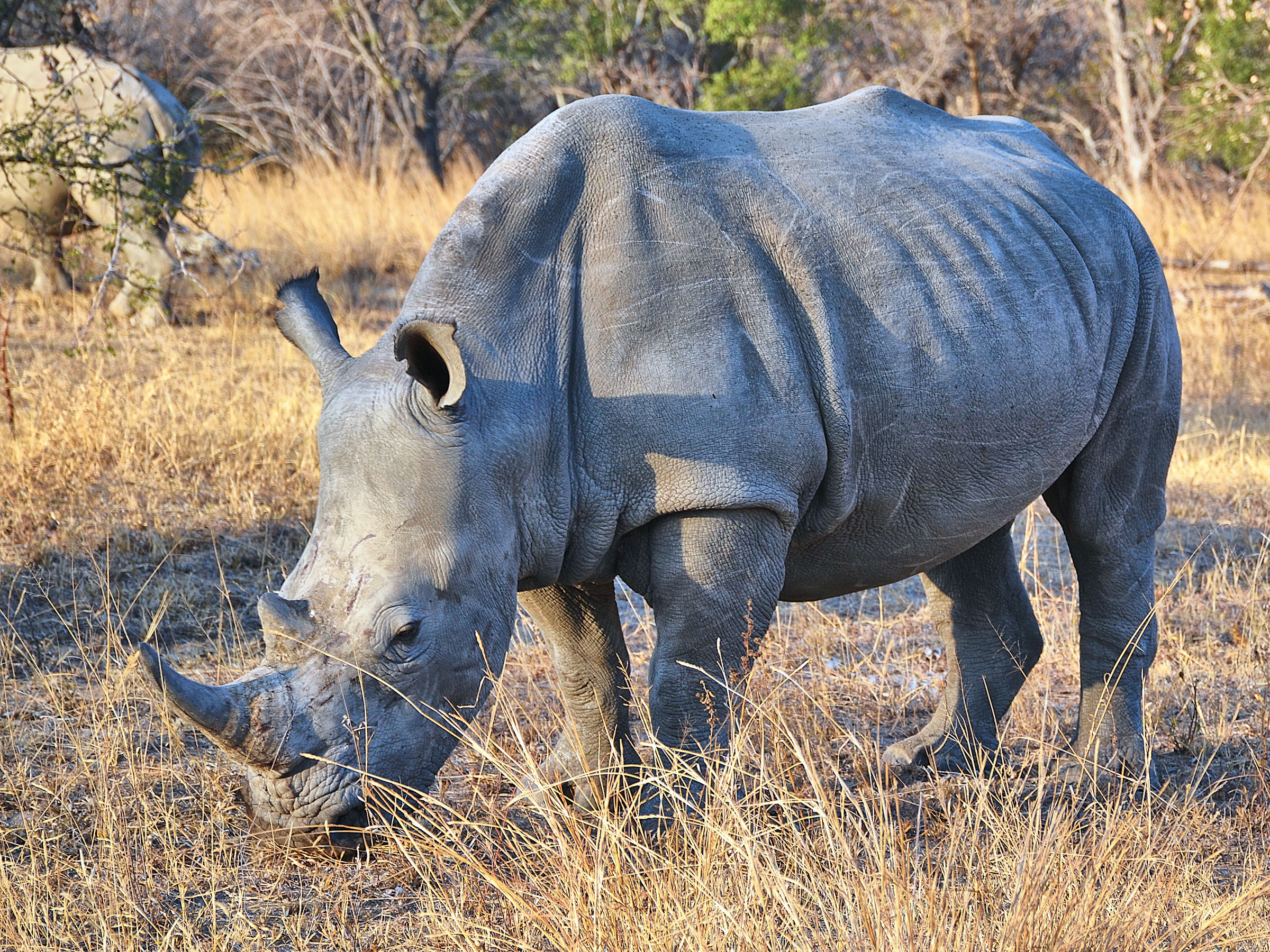 Rhinoceros White