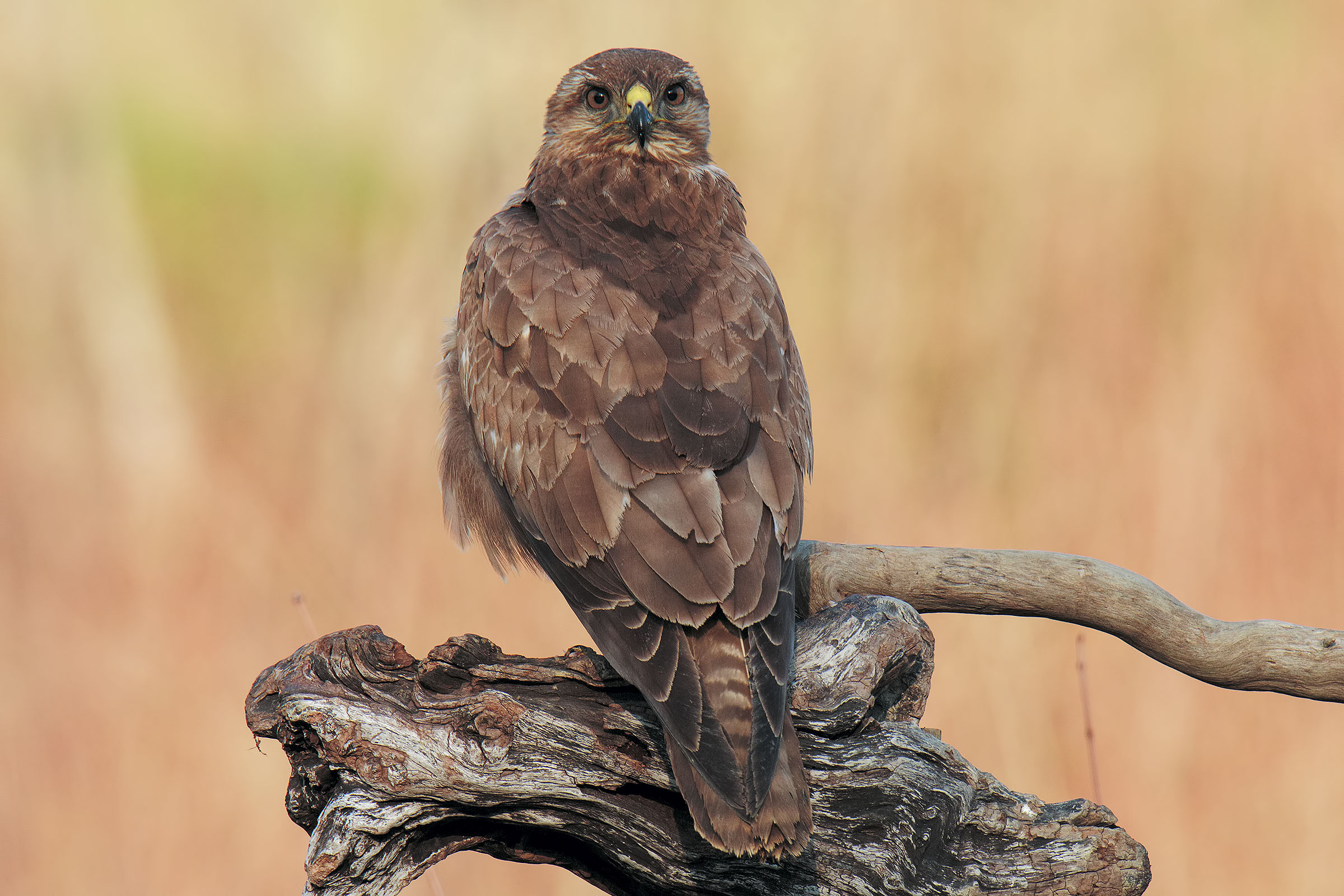 Reinterpretation of the Exorcist