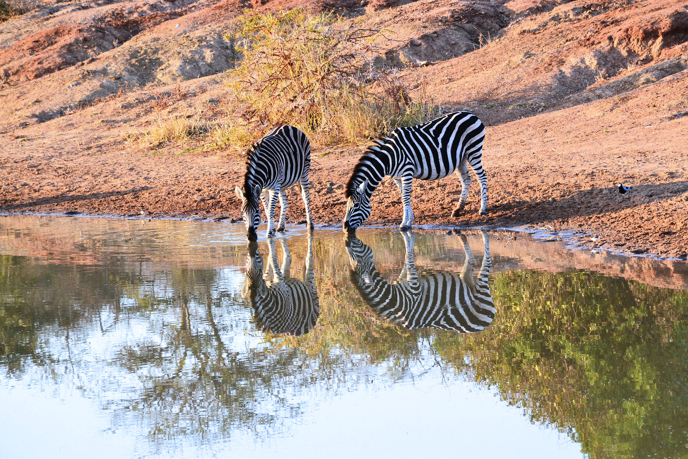 Zebras in the mirror