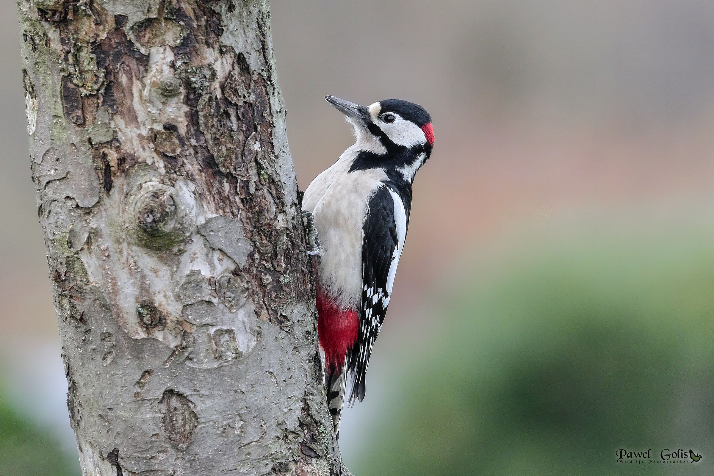The great spotted woodpecker (Dendrocopos major)