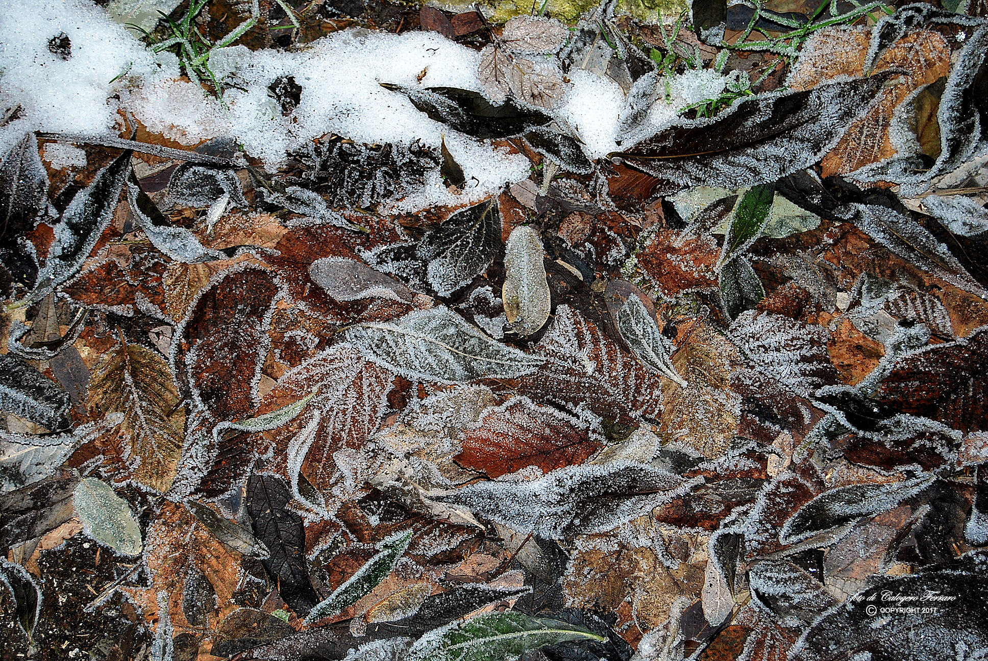 Icy leaves