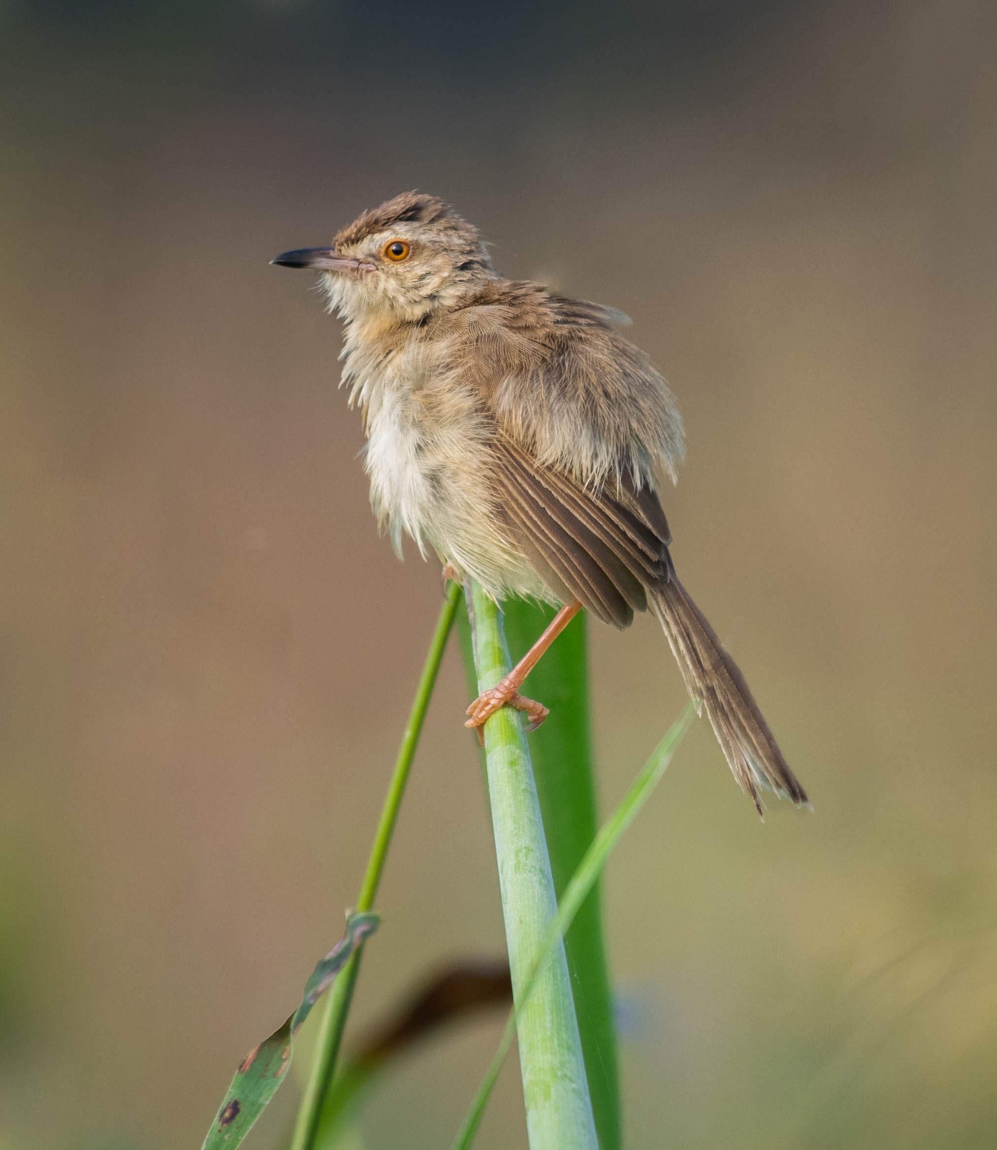 Plain prinia