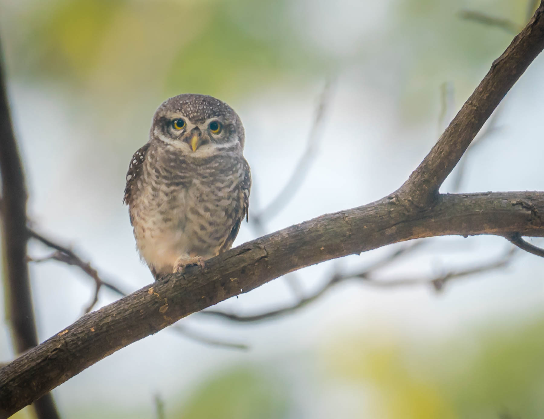 Spotted owlet