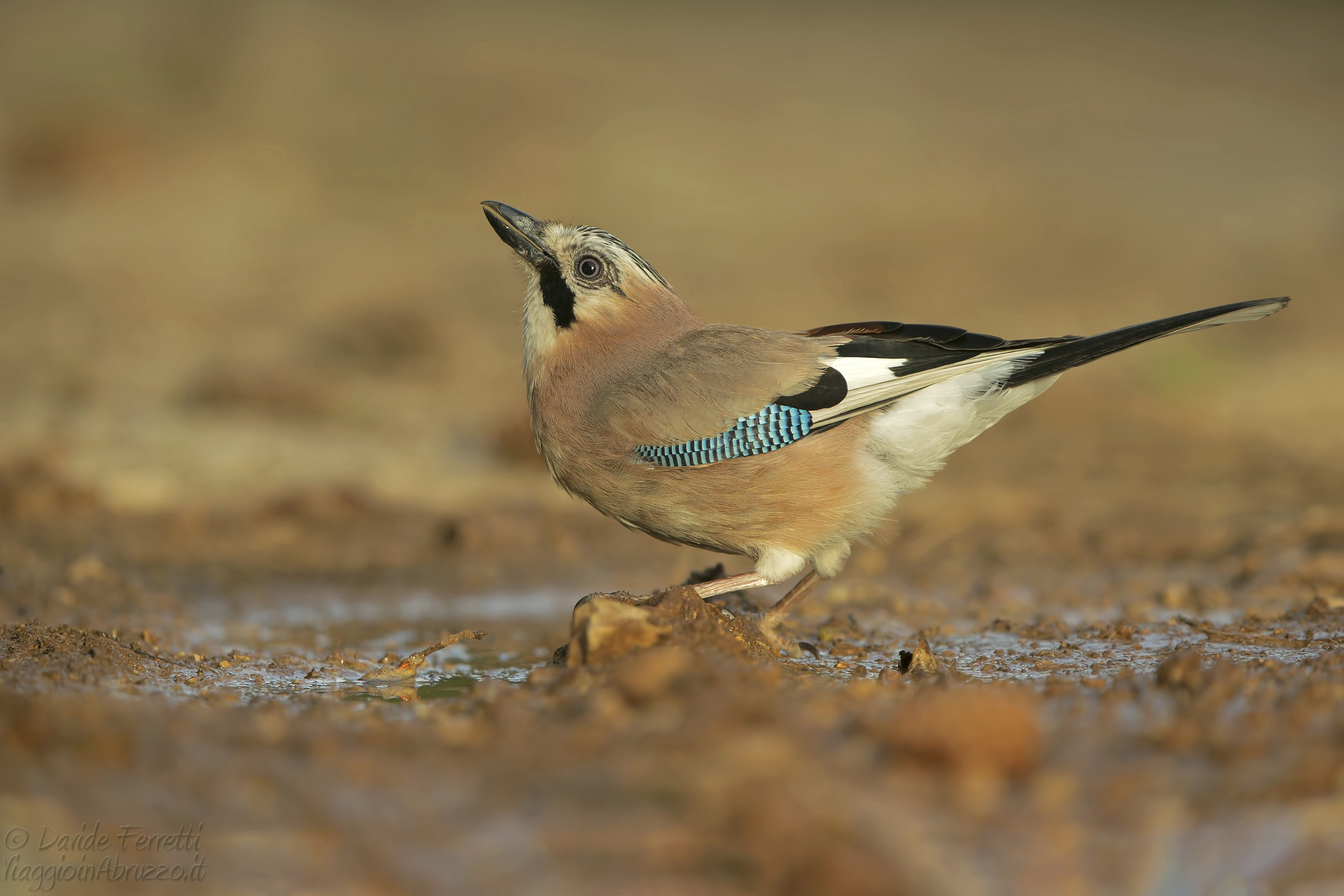 Ghiandaia al tramonto