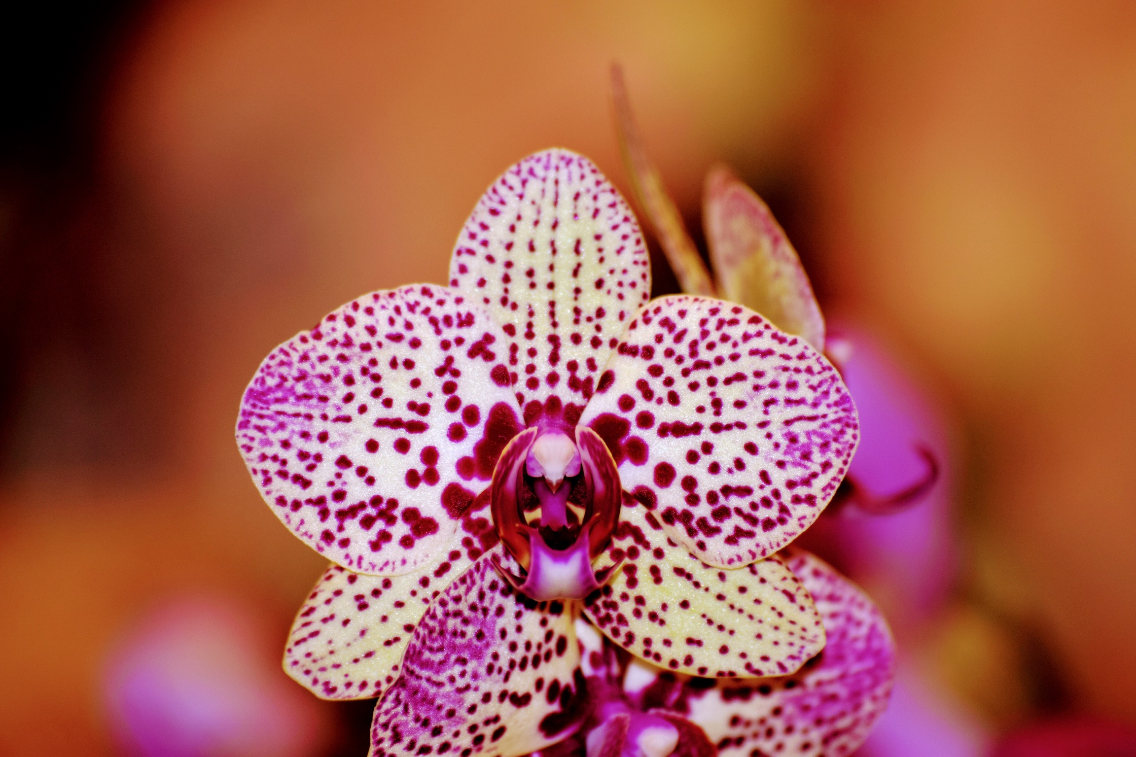 Orchid 2