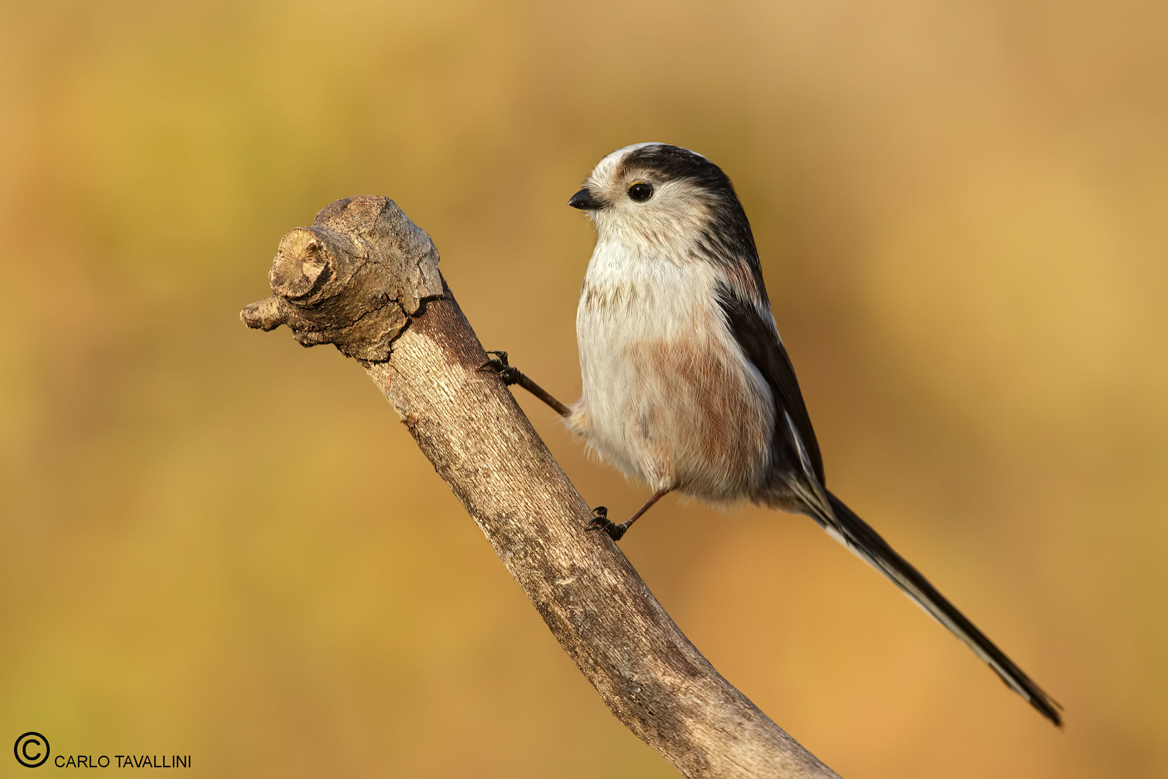Long-tailed Tit