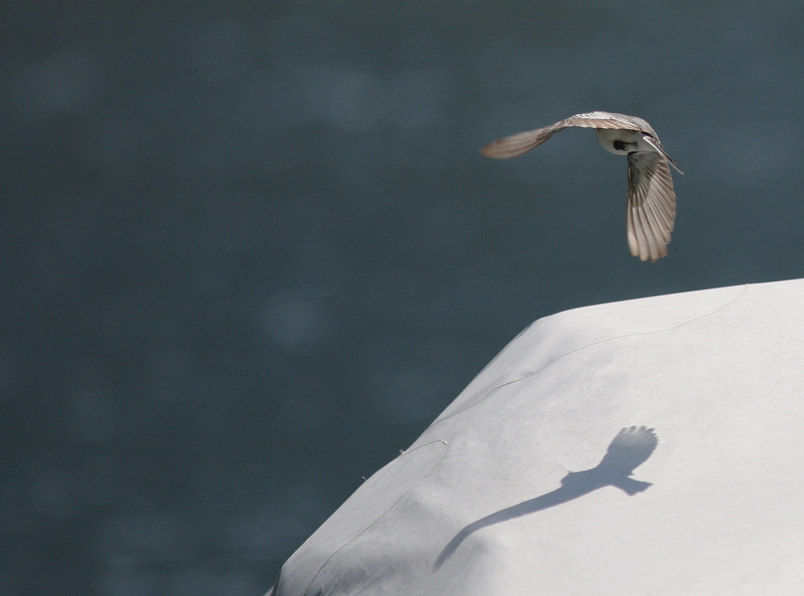 al lago passa una vela,sopra passa un ombra