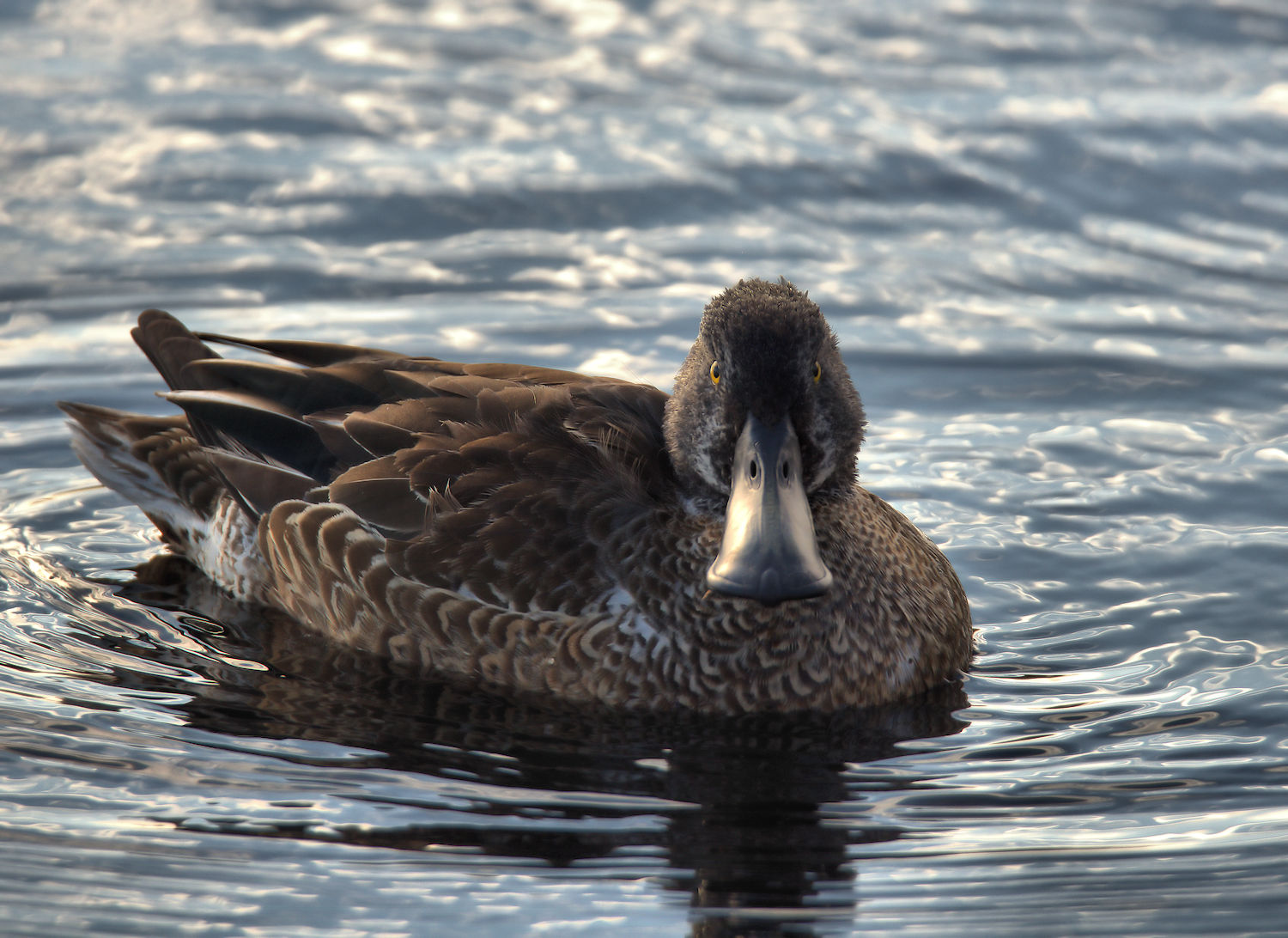 Shoveler