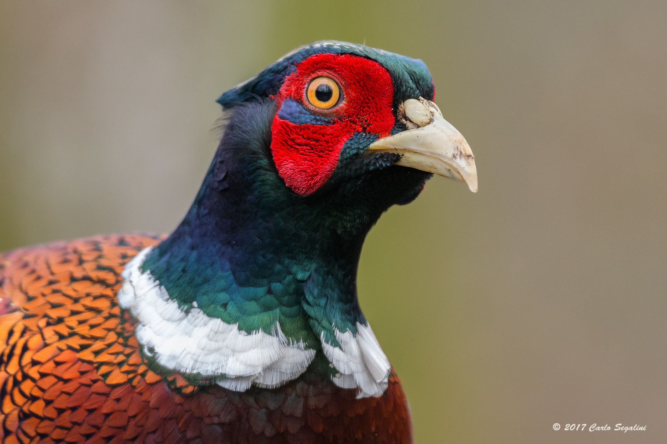 Portrait at the Pheasant