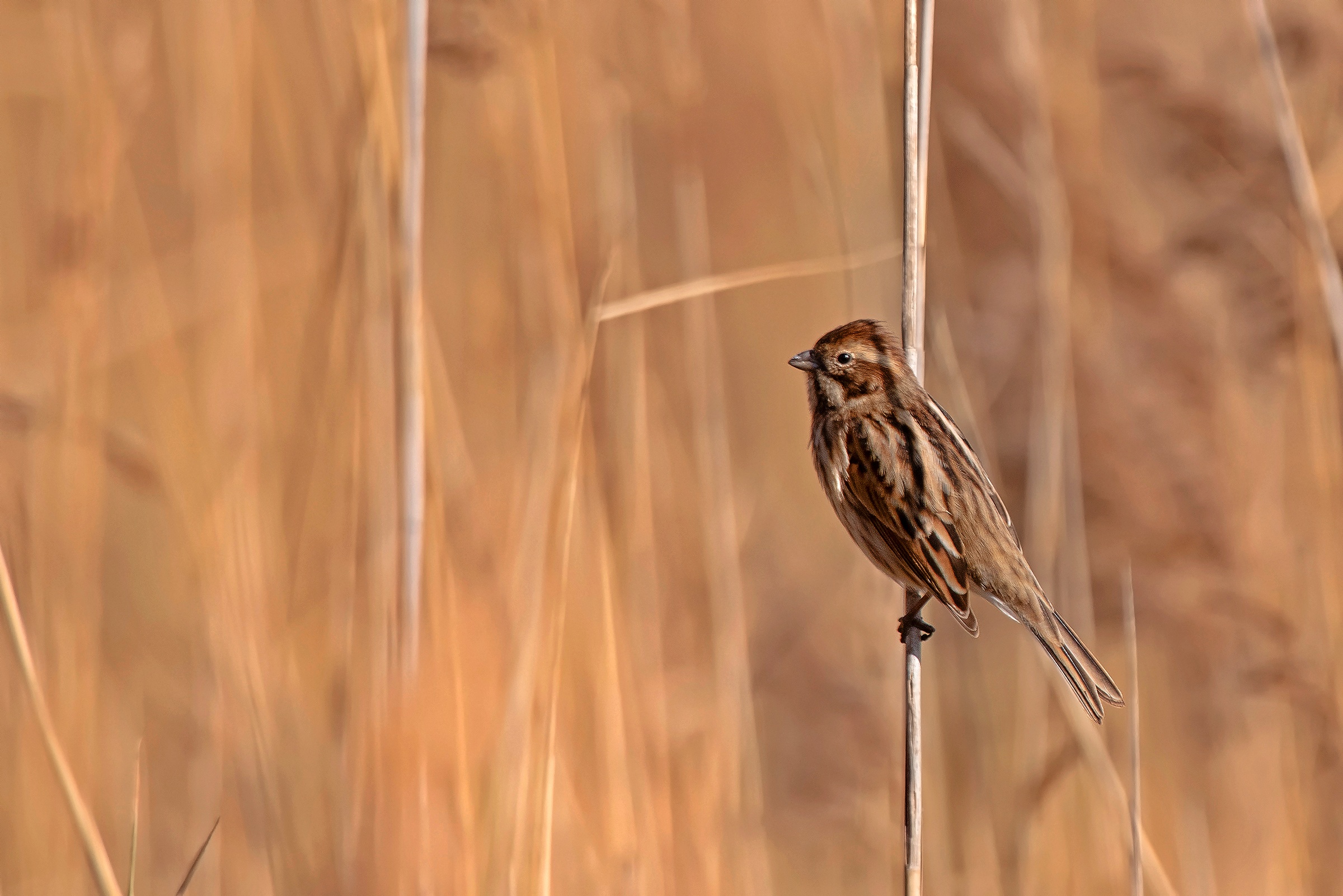 Migliarino di Palude