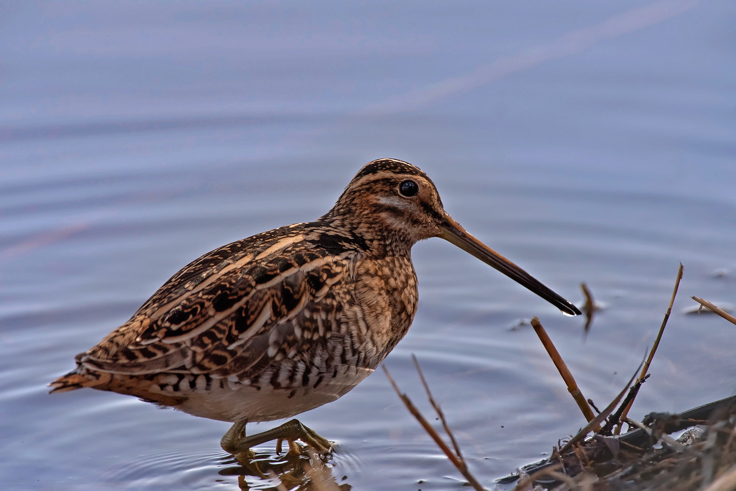 Snipe