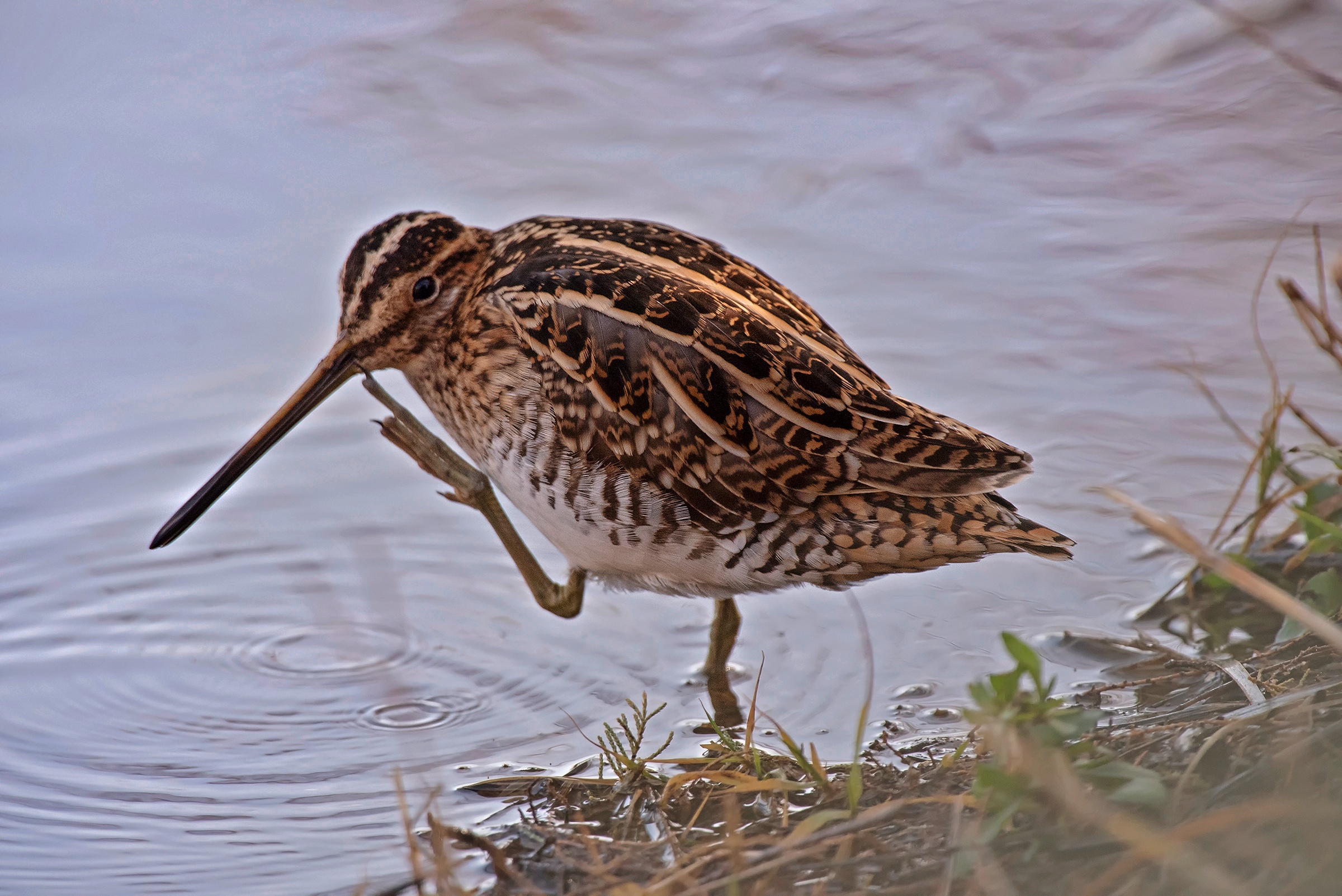Un Beccaccino pensieroso