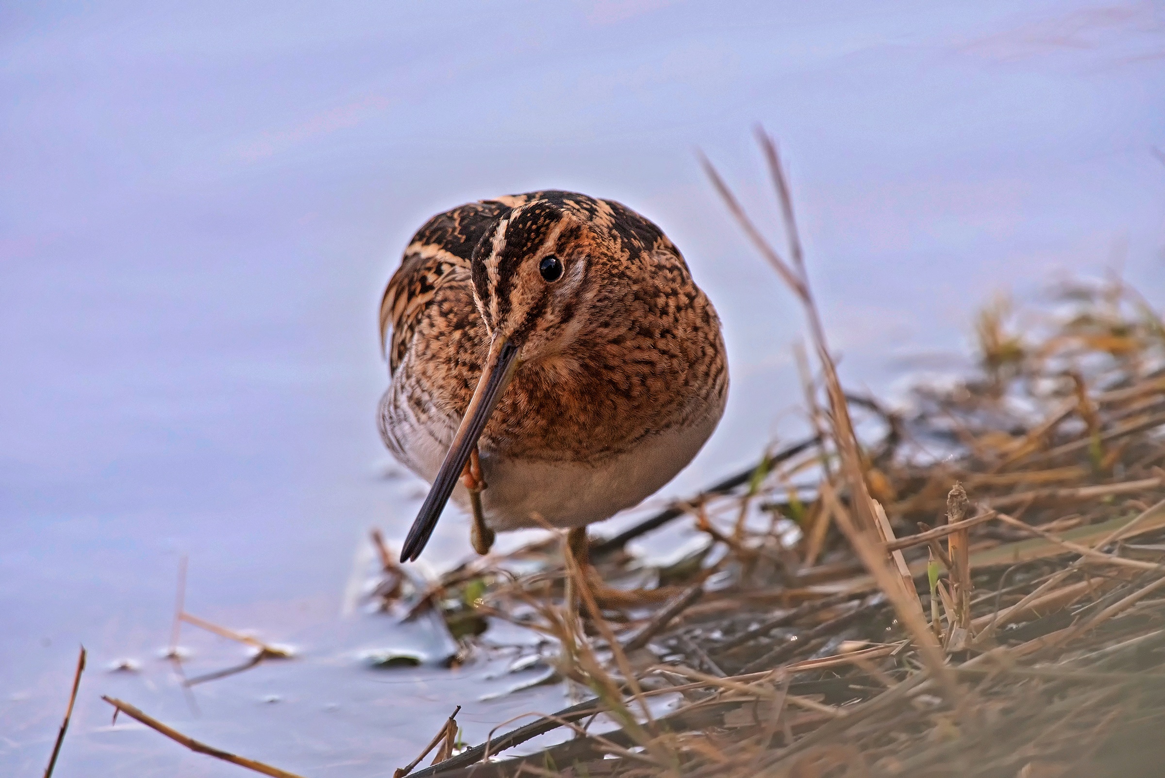 The Grattatina del Beccaccino