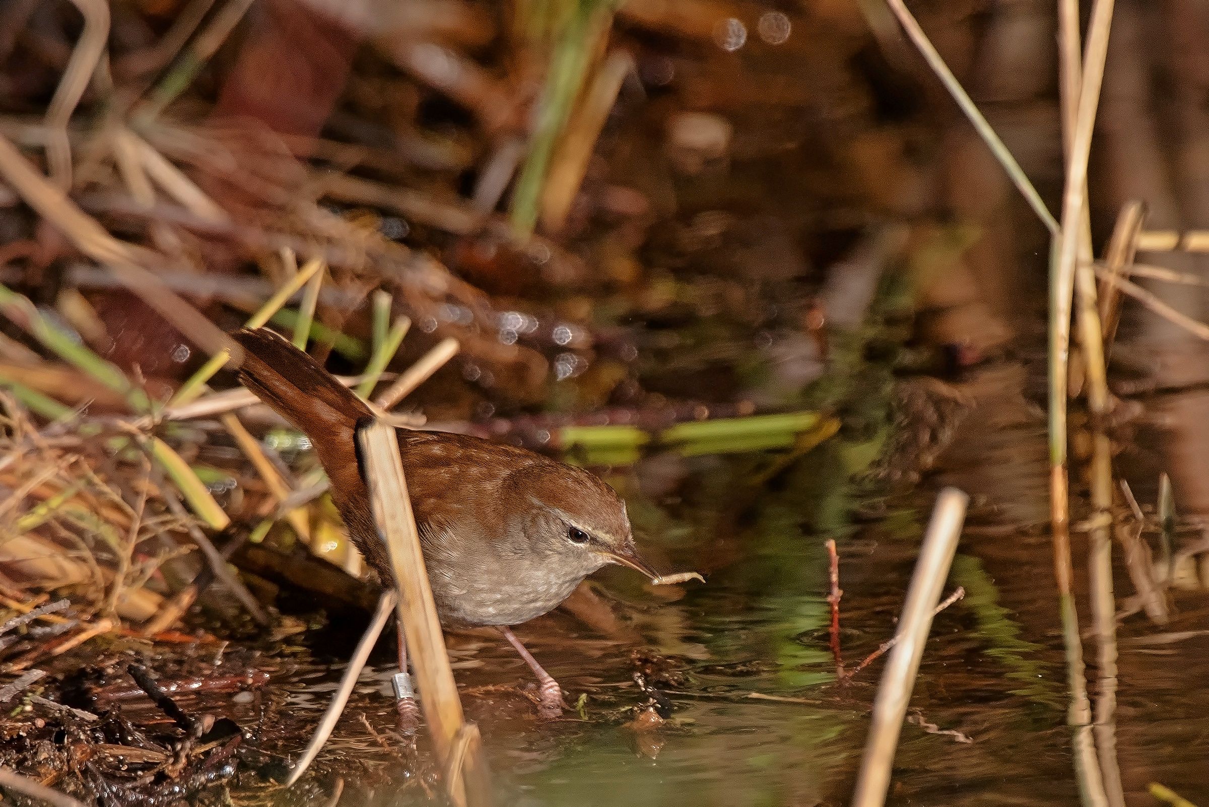 Usignolo di Fiume con preda