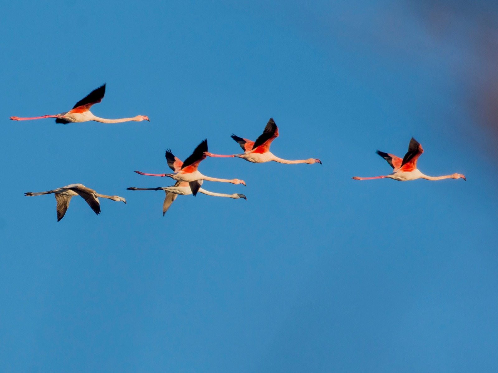 Strange color ..... do you know the species?