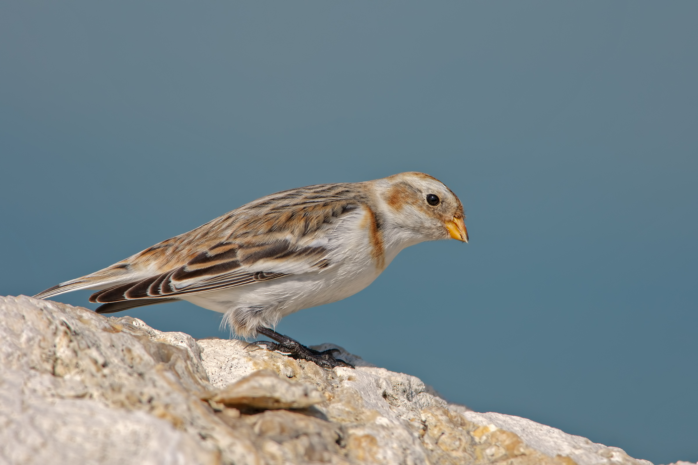 Snow bunting (Plectrophenax nivalis)