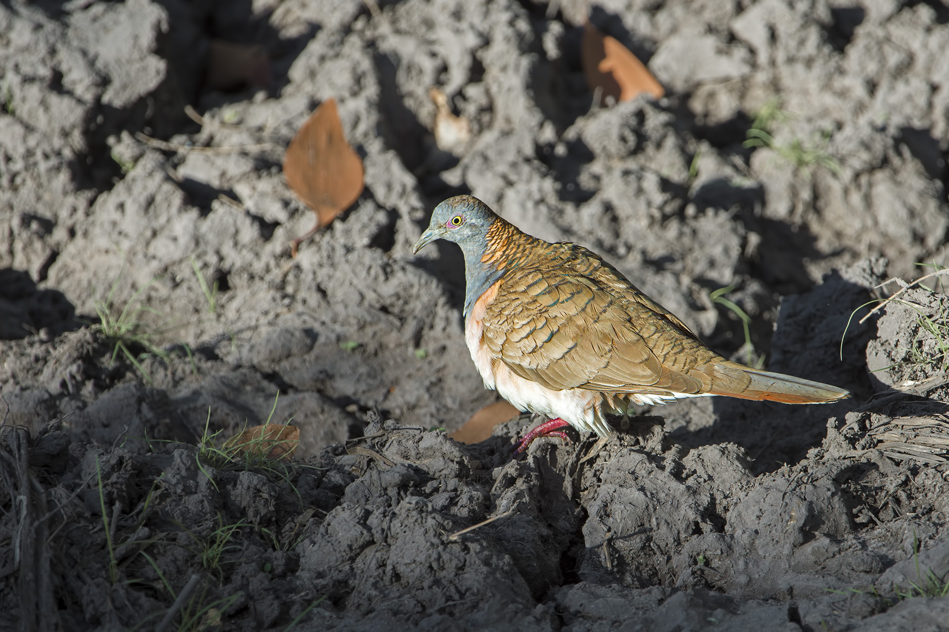Geopelia humeralis (Tortora spallebarrate)