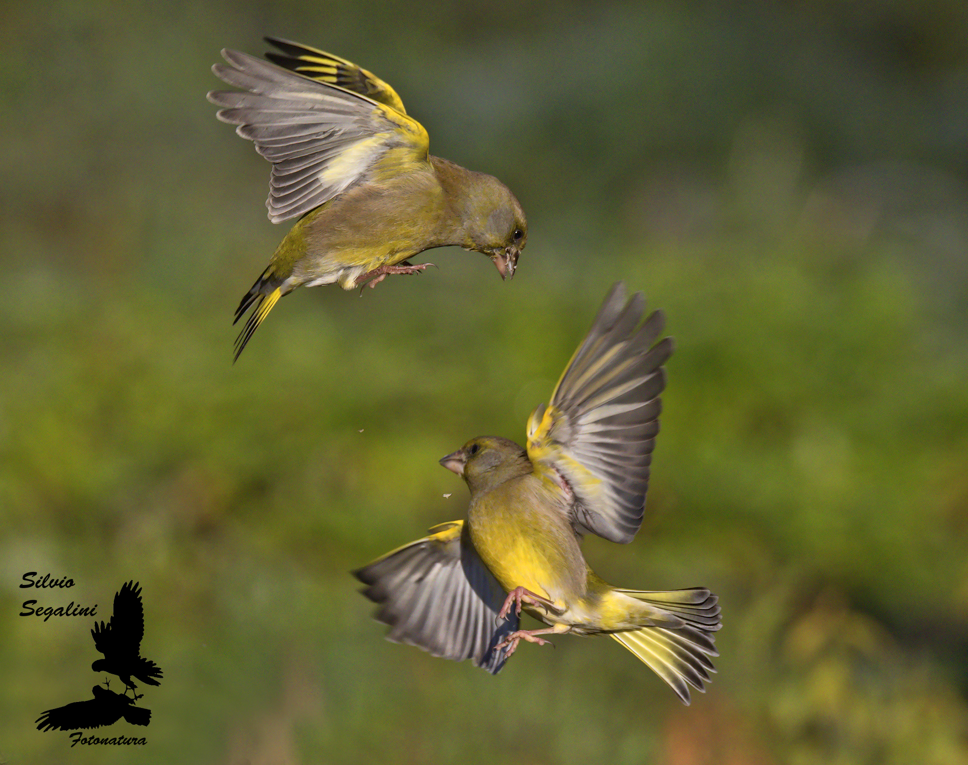 greenfinches