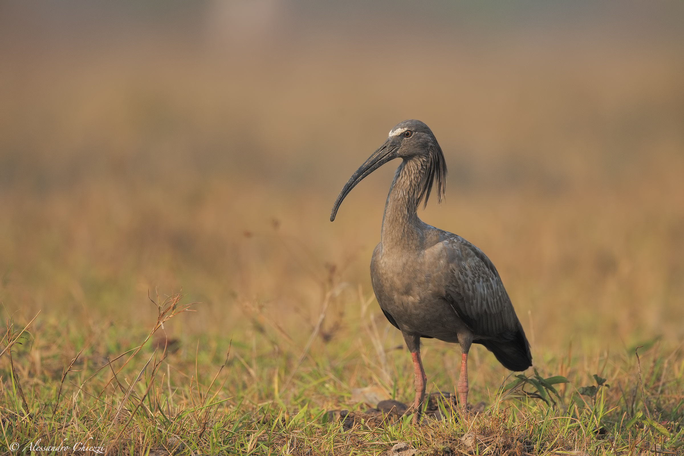 Piombed Ibis