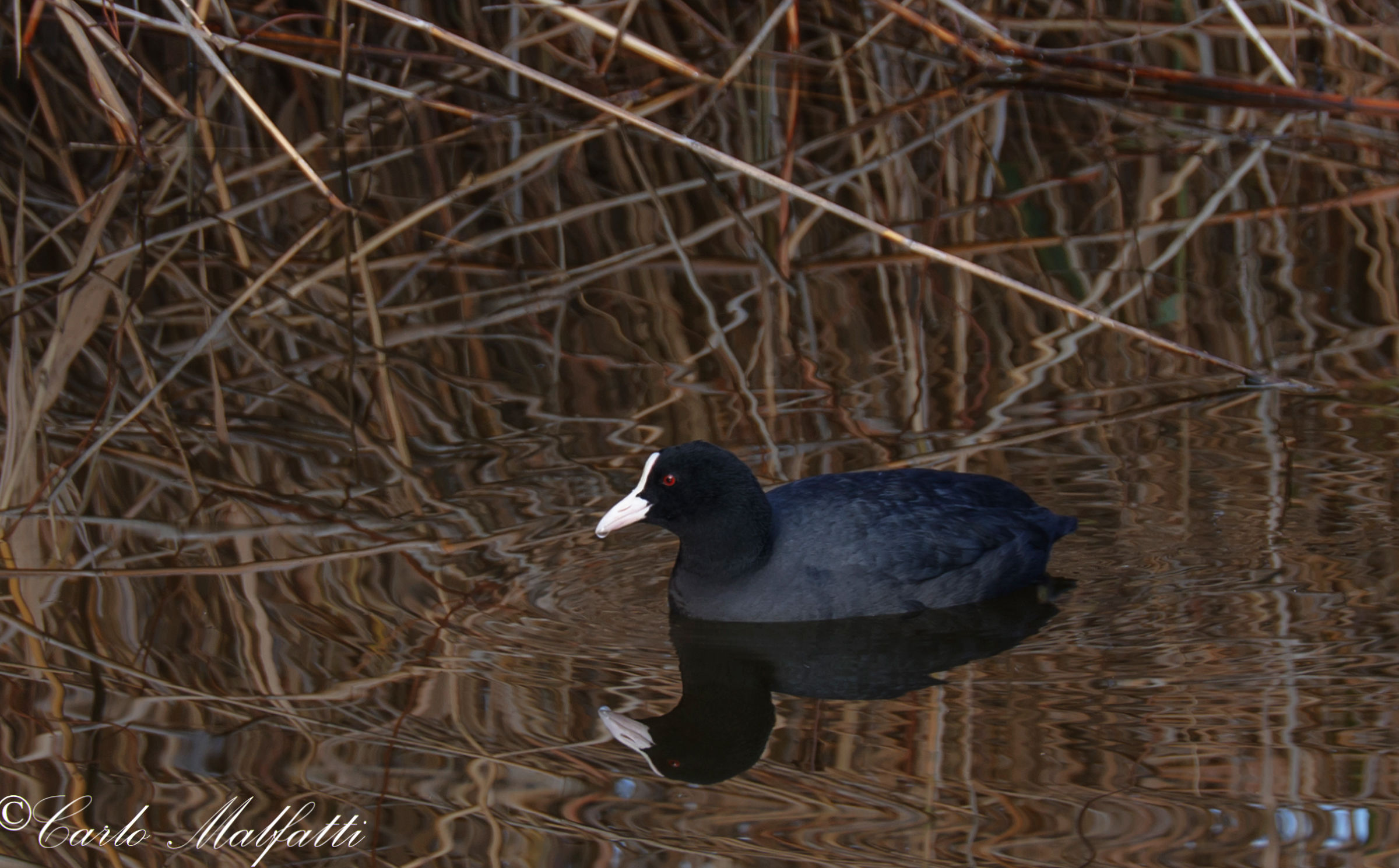 Coot of Lake Massaciuccolio