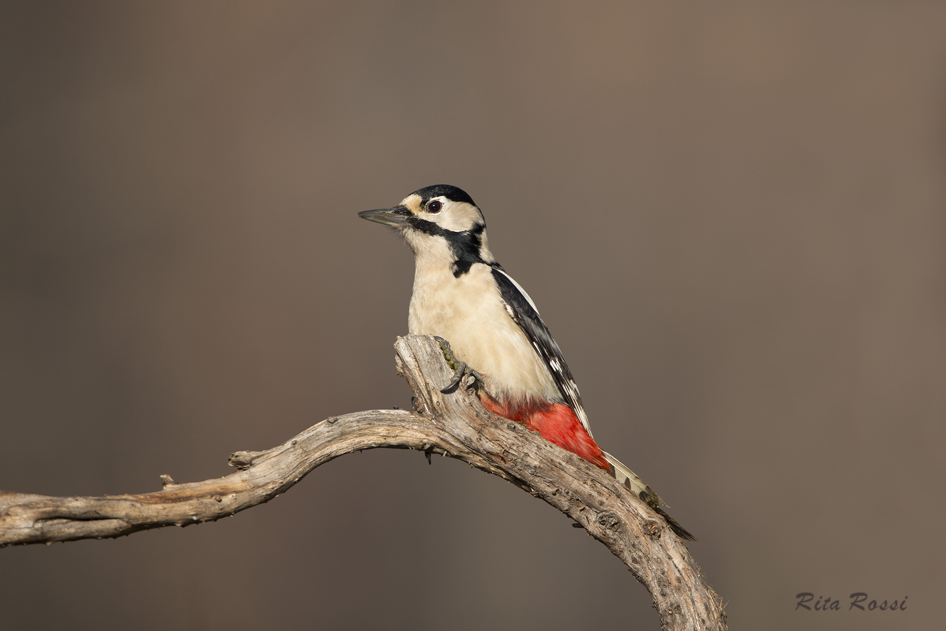 Woodpecker