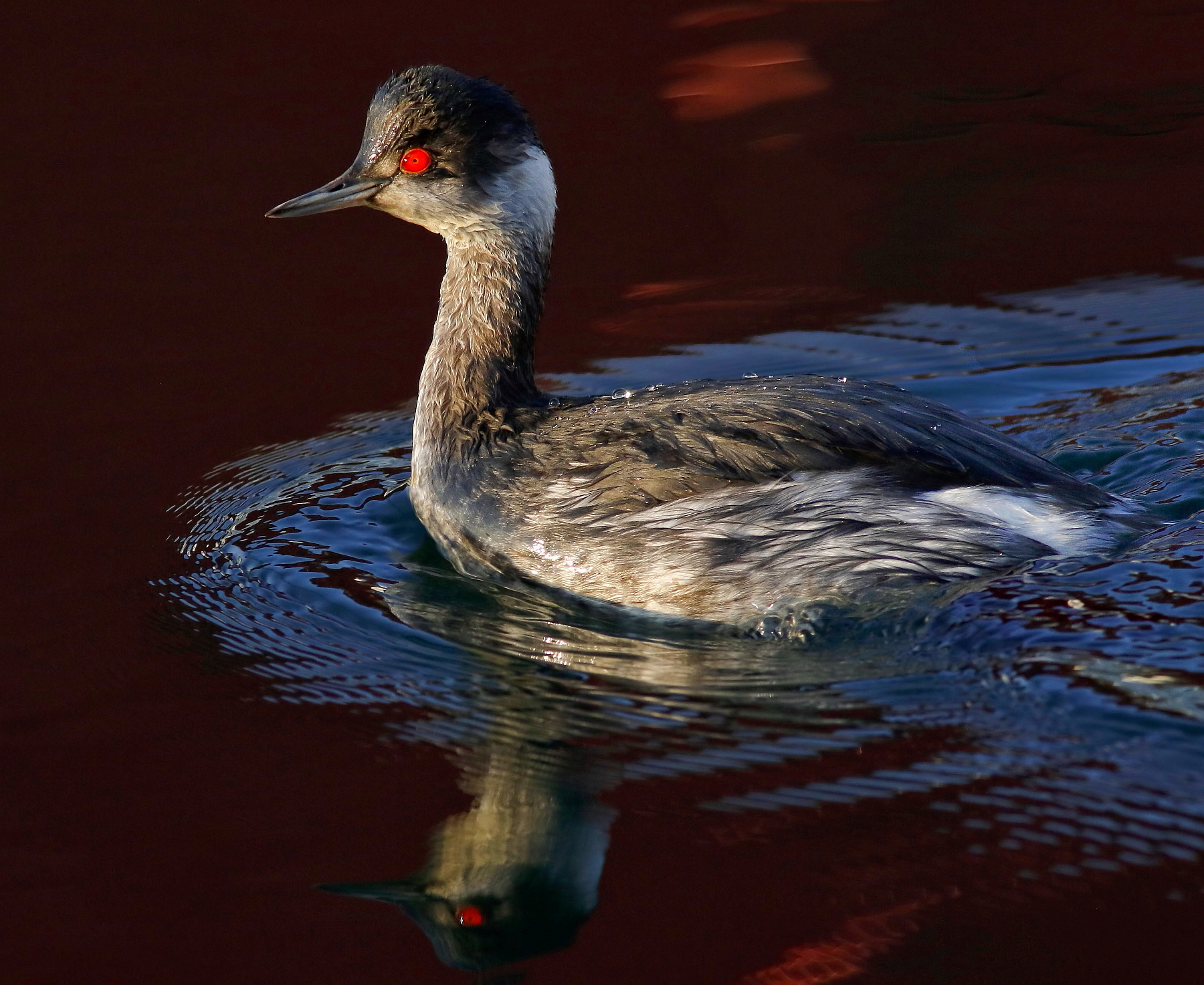 Grebe in Red