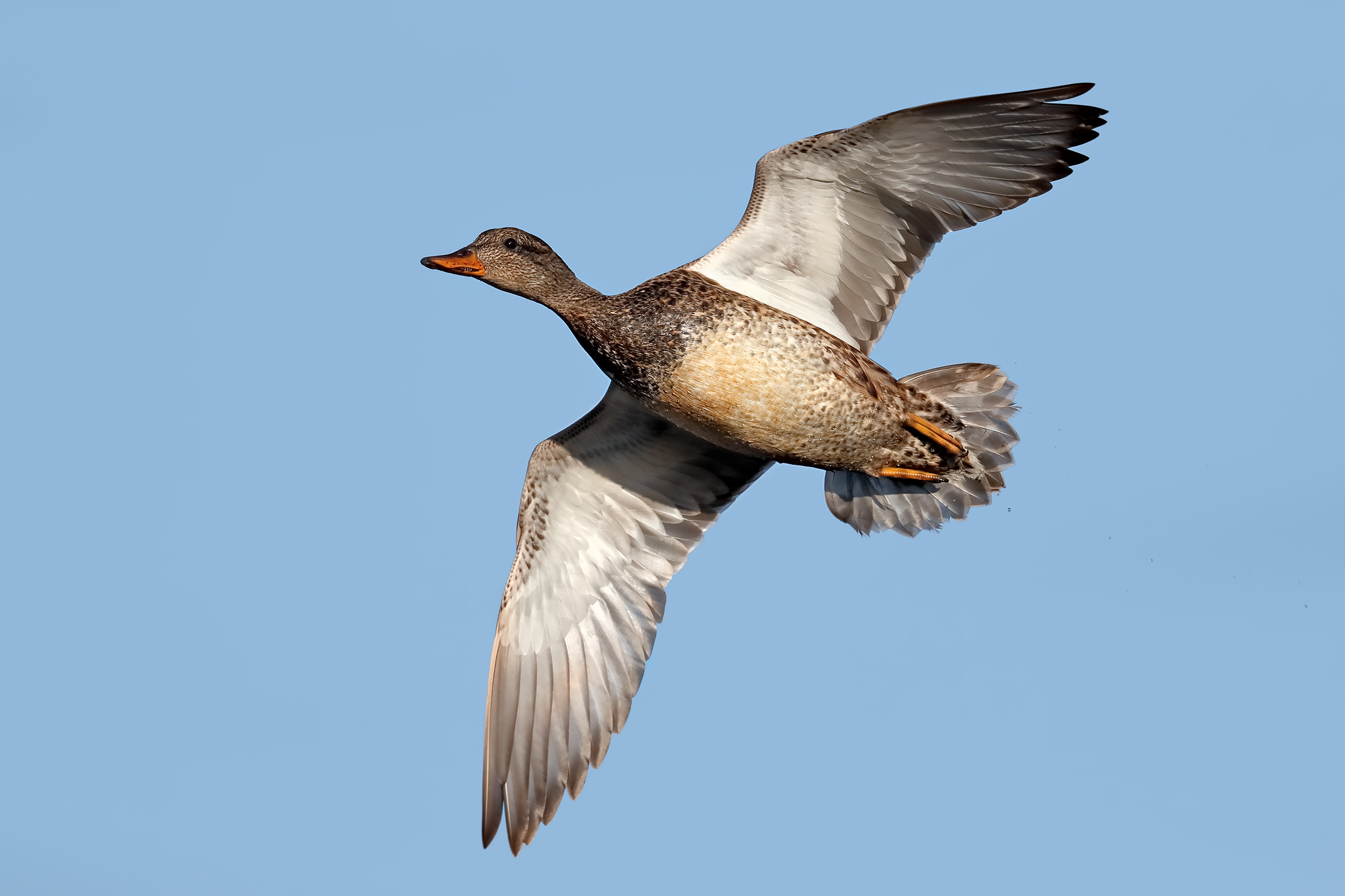 Gadwall