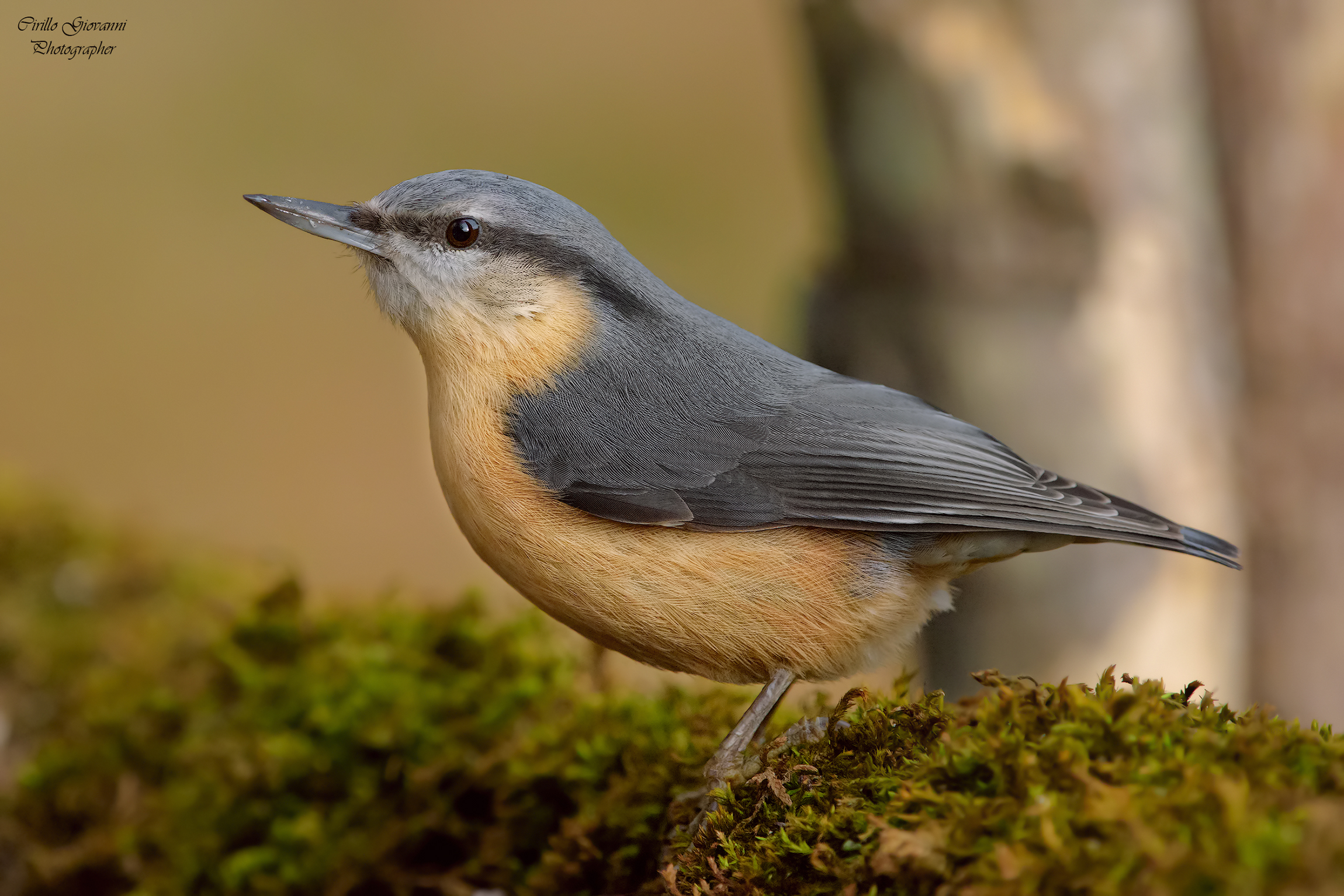 Finalmente è arrivato ,, Picchio Muratore ,,,