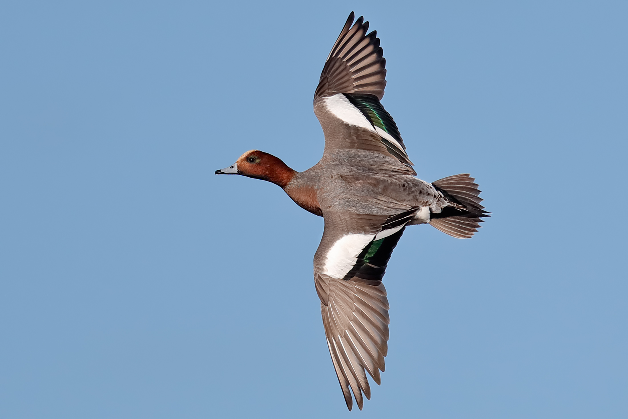 Wigeon