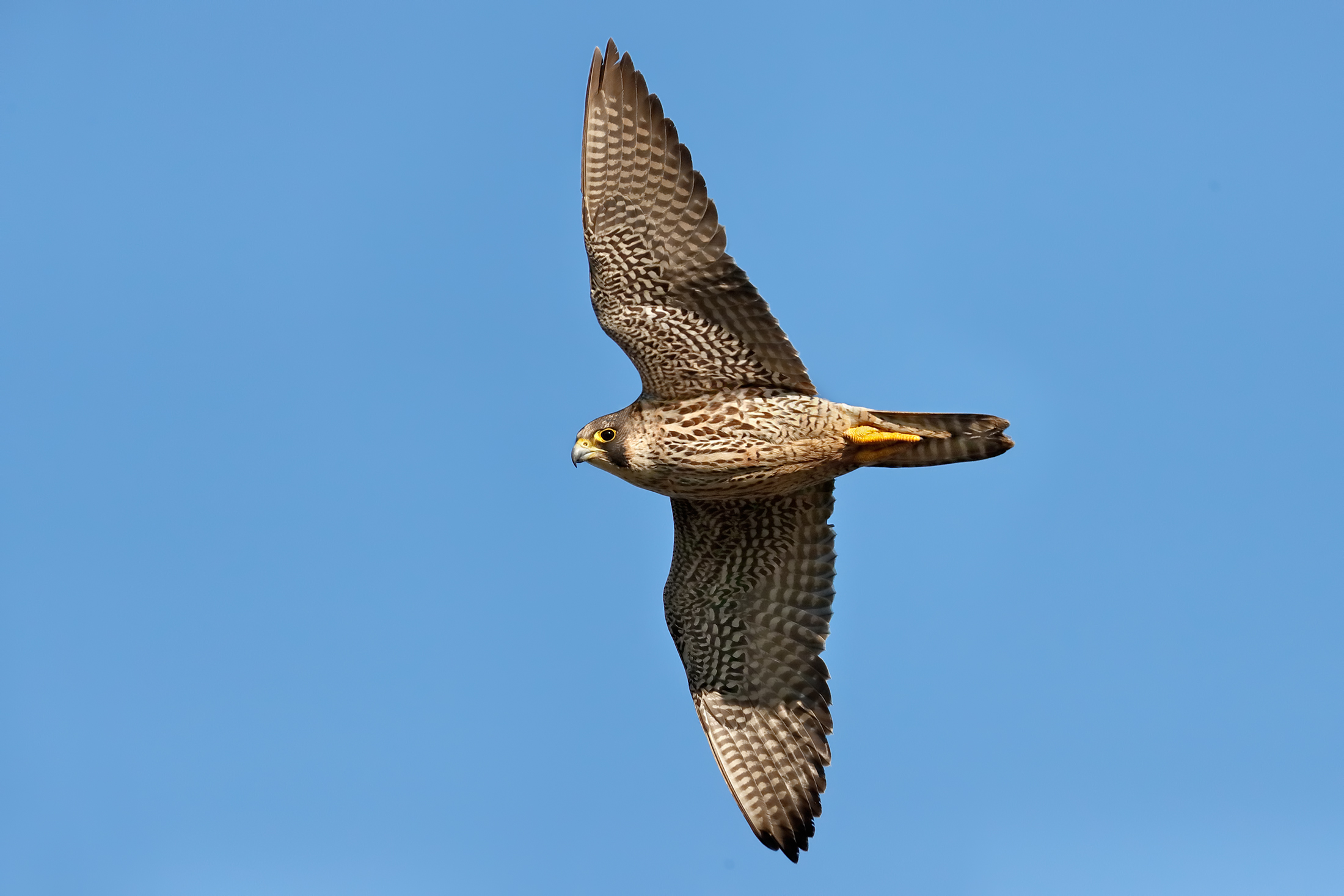 Ti ho visto! - Falco pellegrino