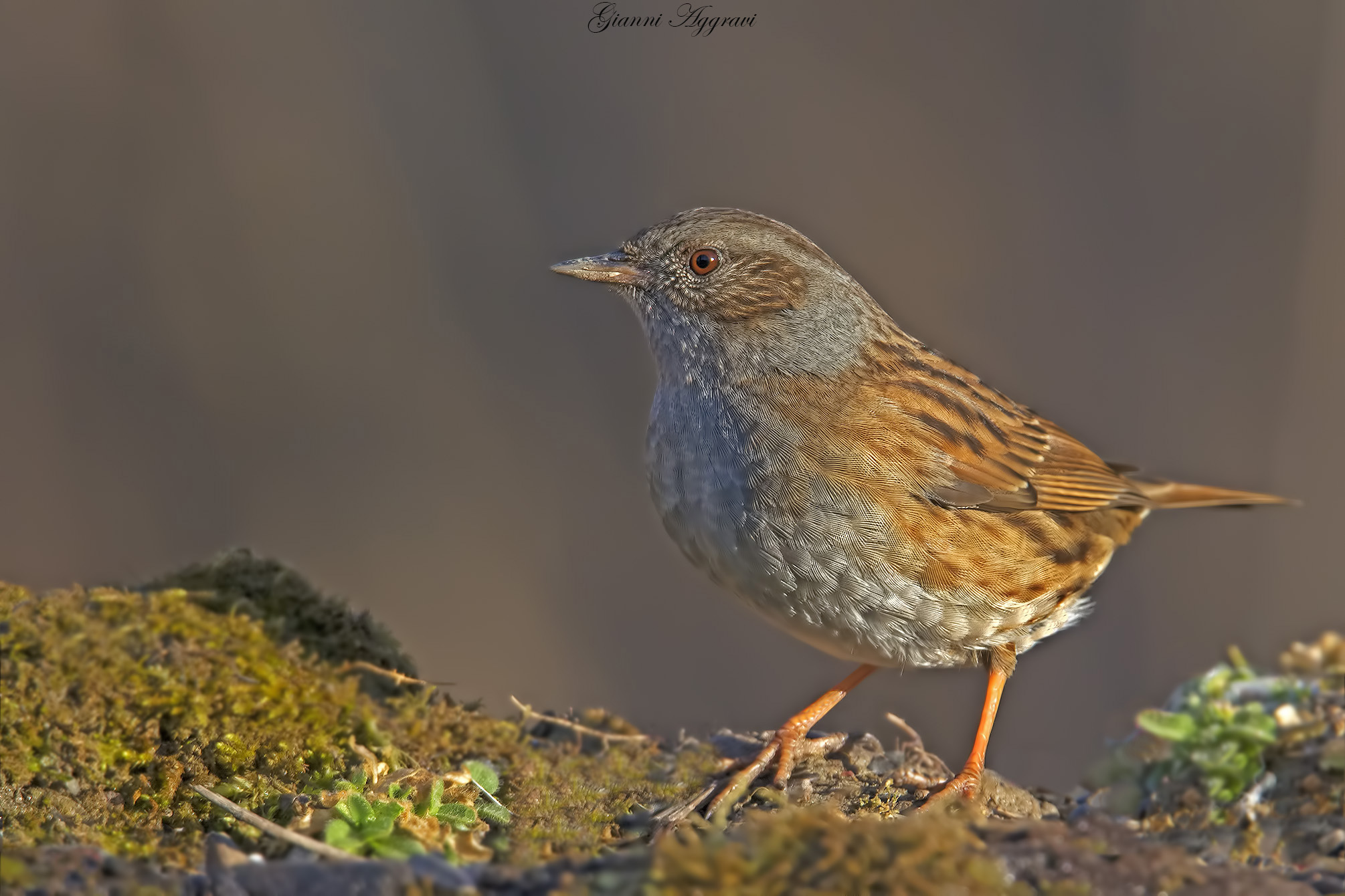 Passera Scopaiola (Prunella modularis)