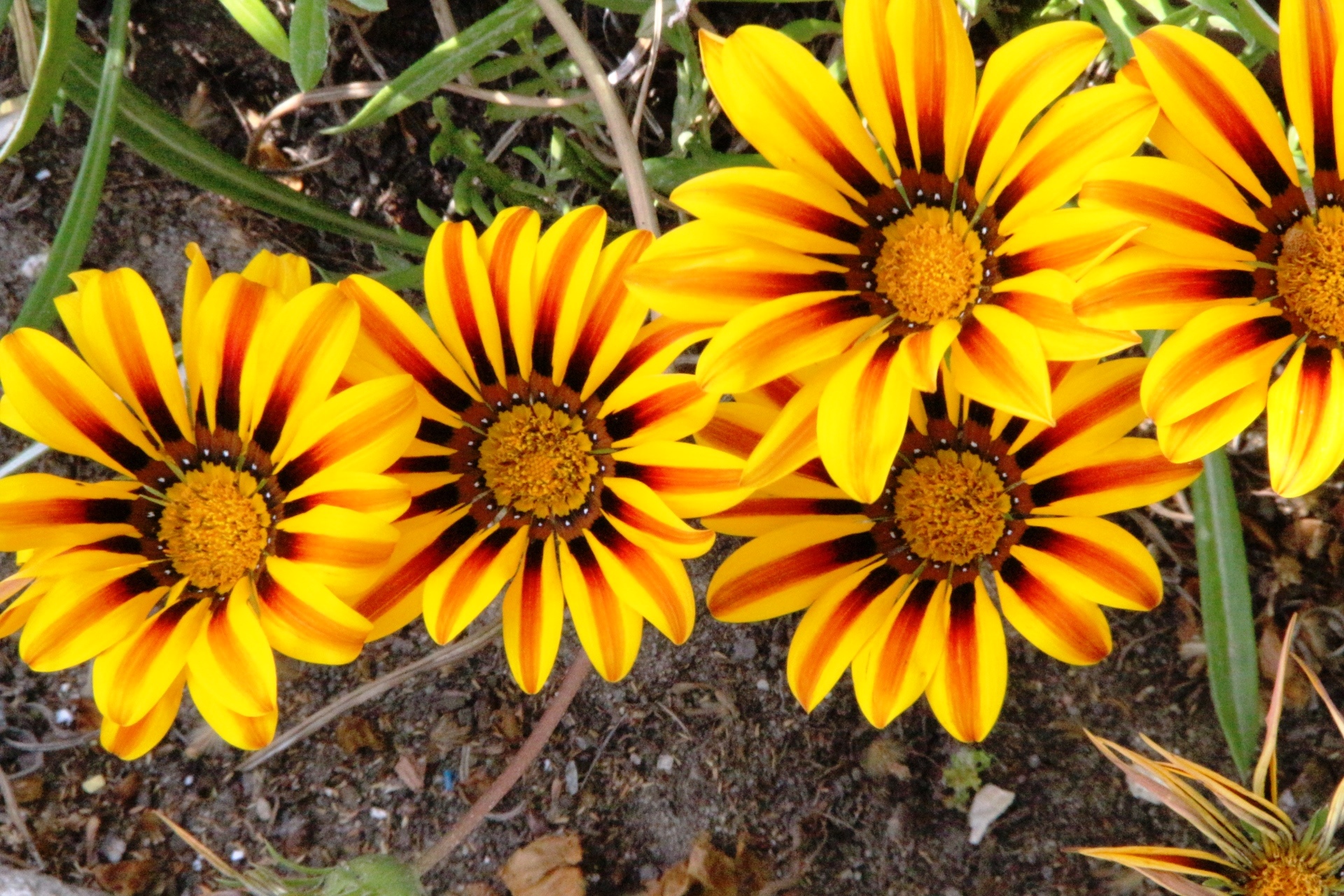 Yellow and brown flowers