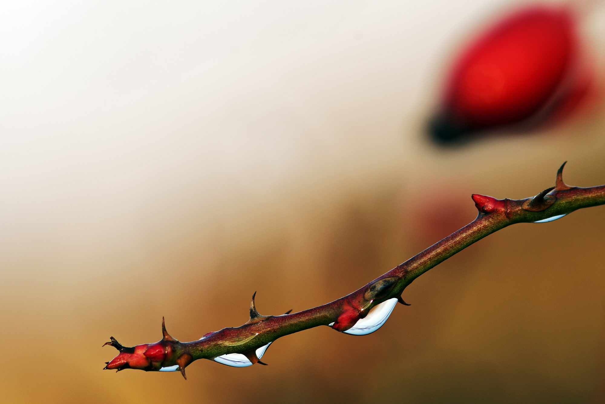 Spine di rosa canina