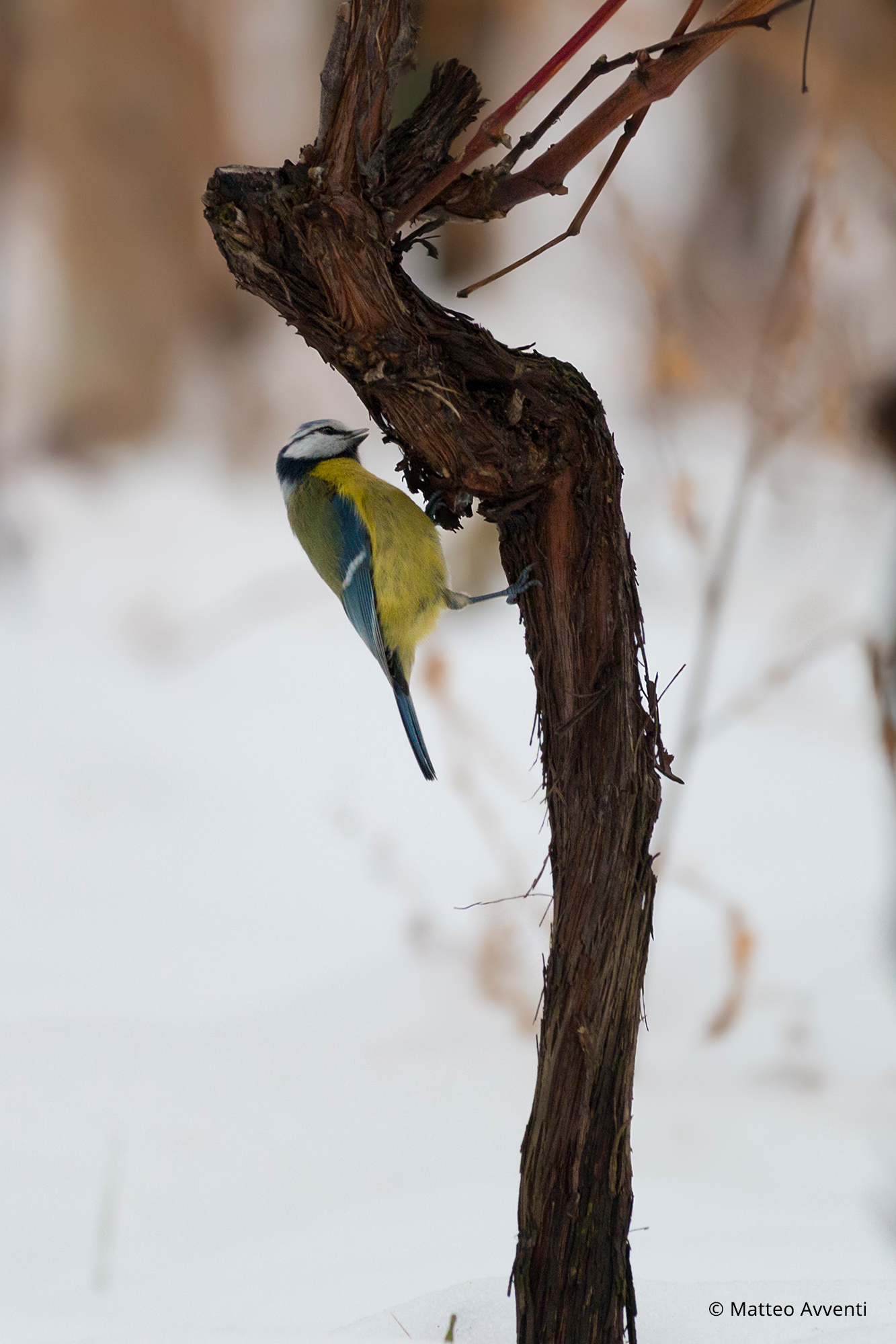 Blue tit (Cyanistes caeruleus)
