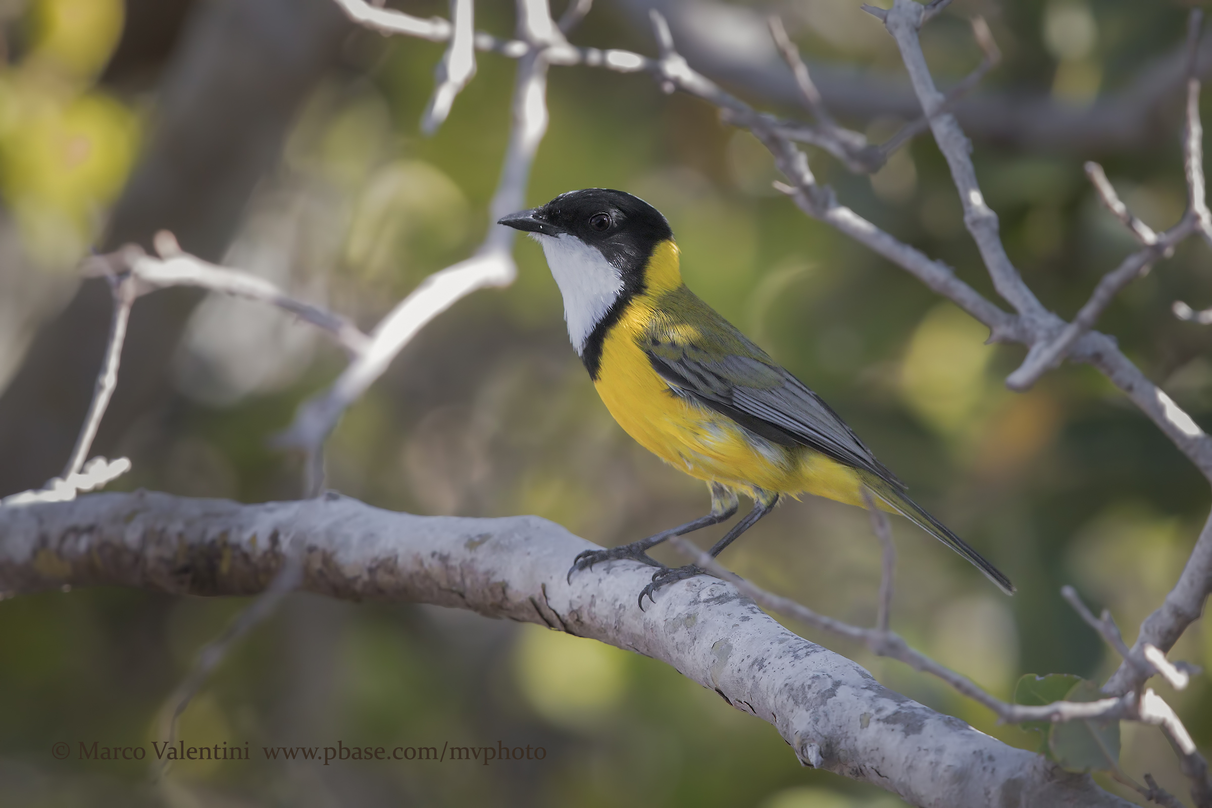 Mangrove golden whistler