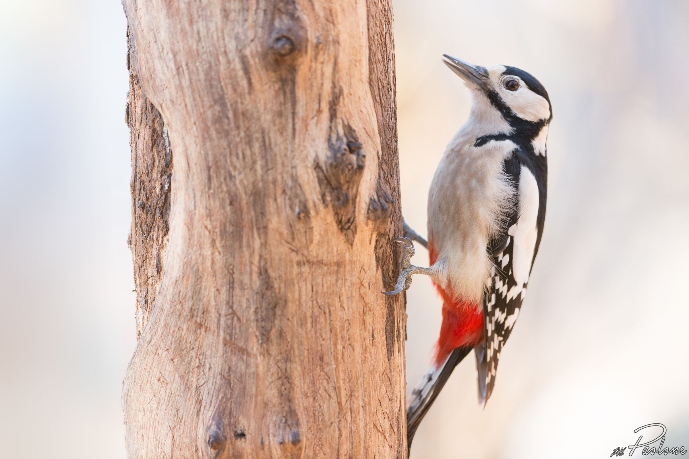 Great female woodpecker
