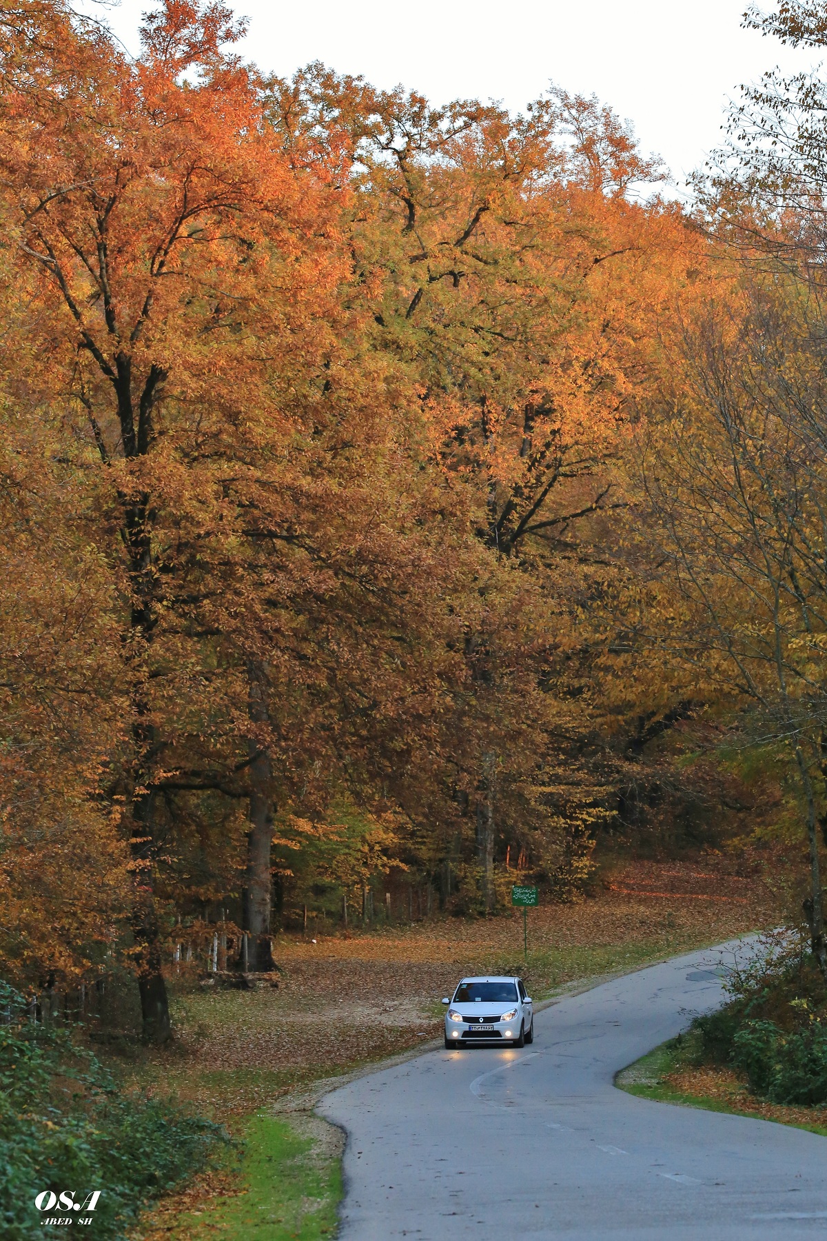 Osa / iran / autunno