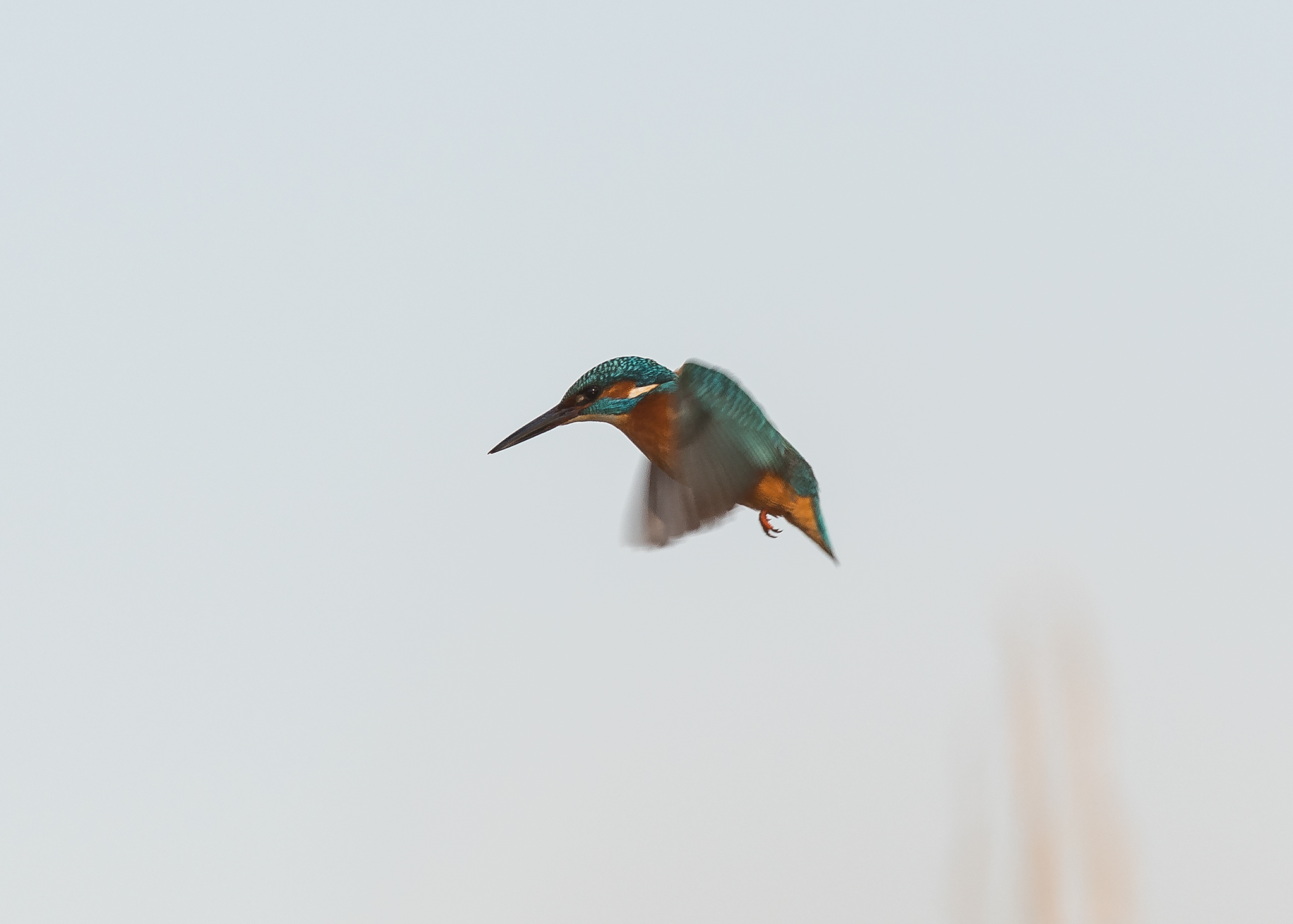 kingfisher