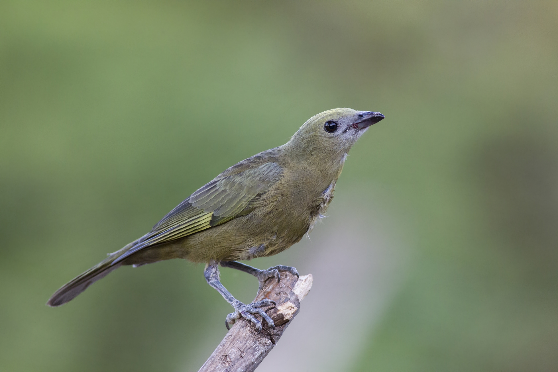 Palm Tanager