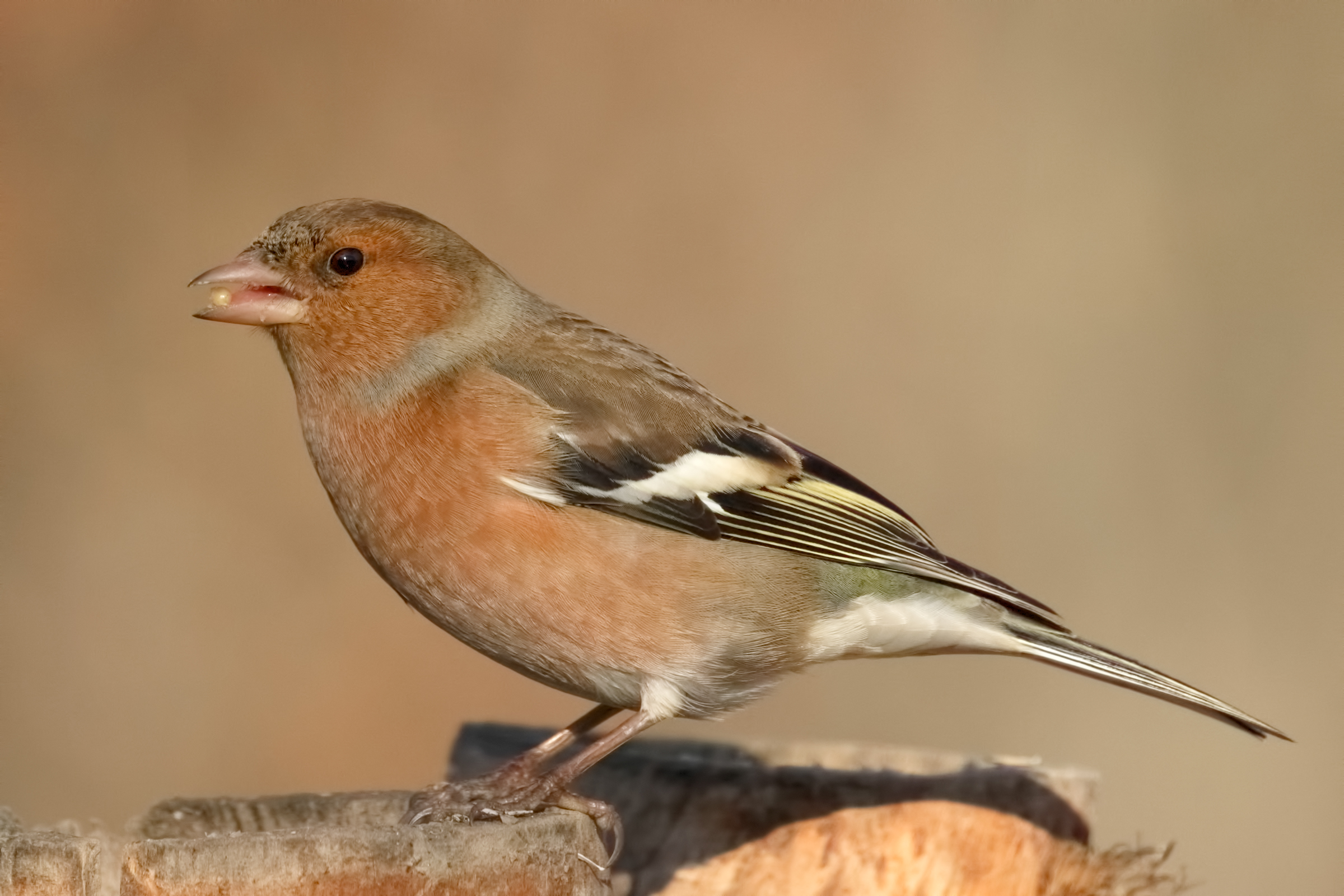 Male chaffinch