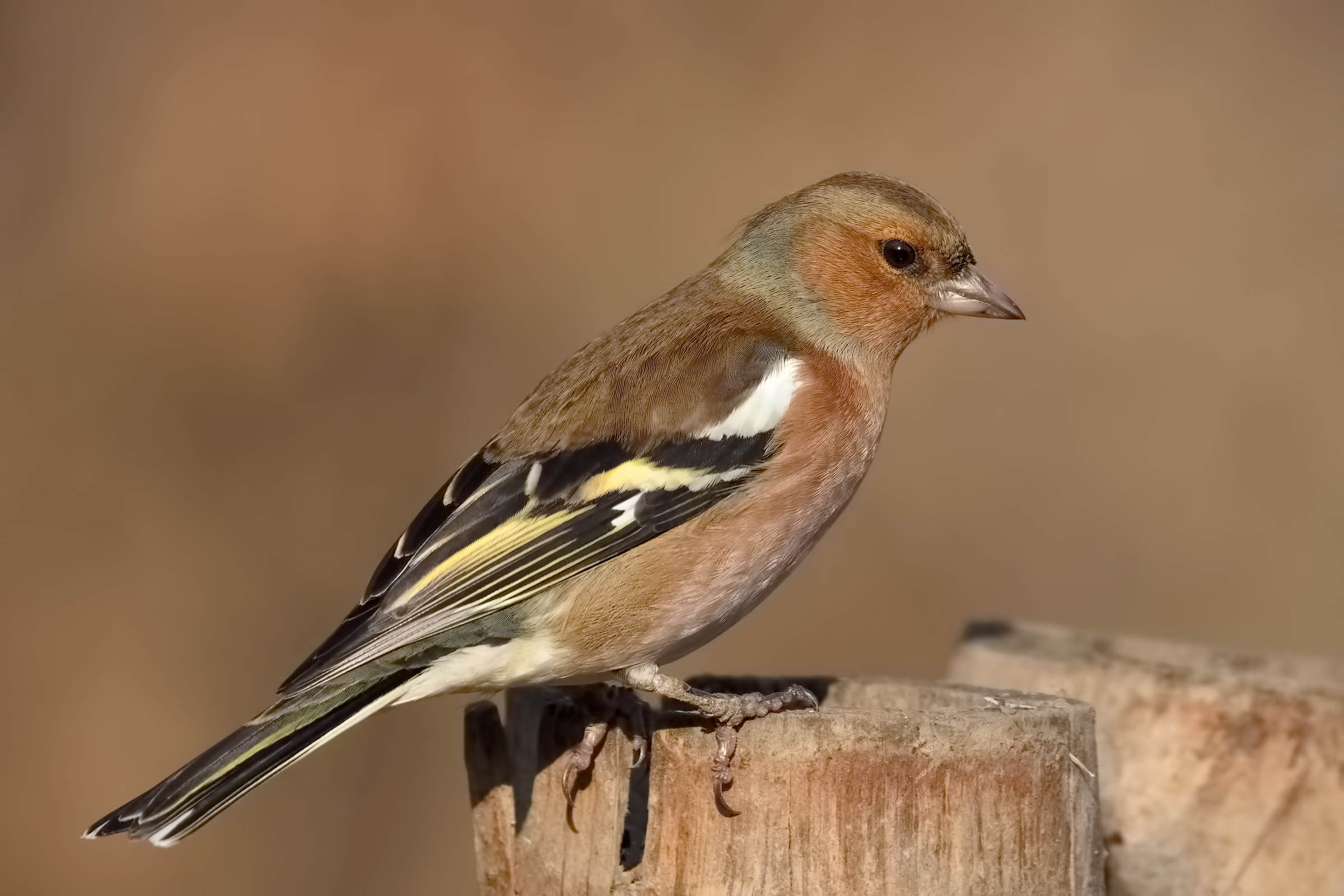 Male chaffinch
