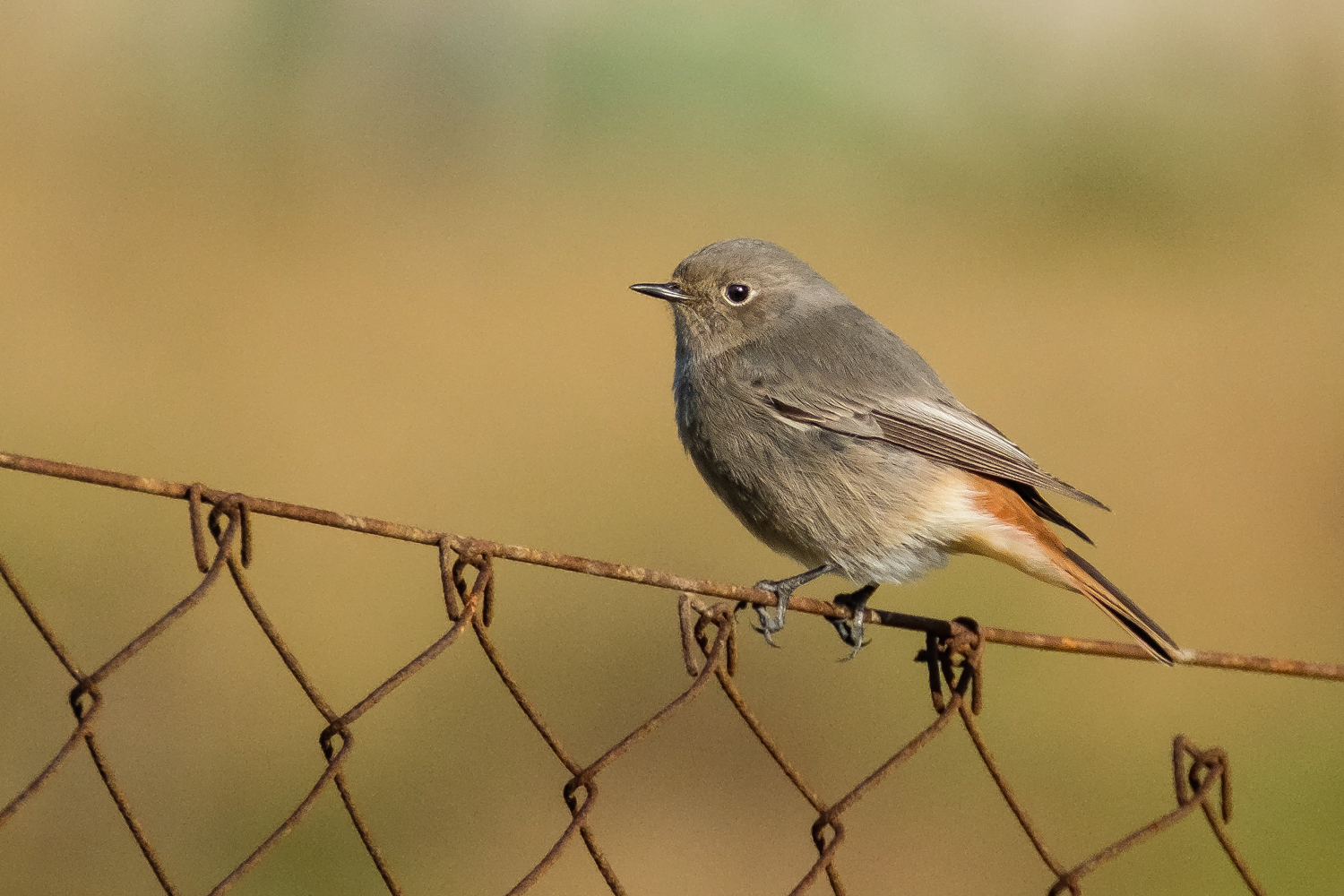 Redstart (F)